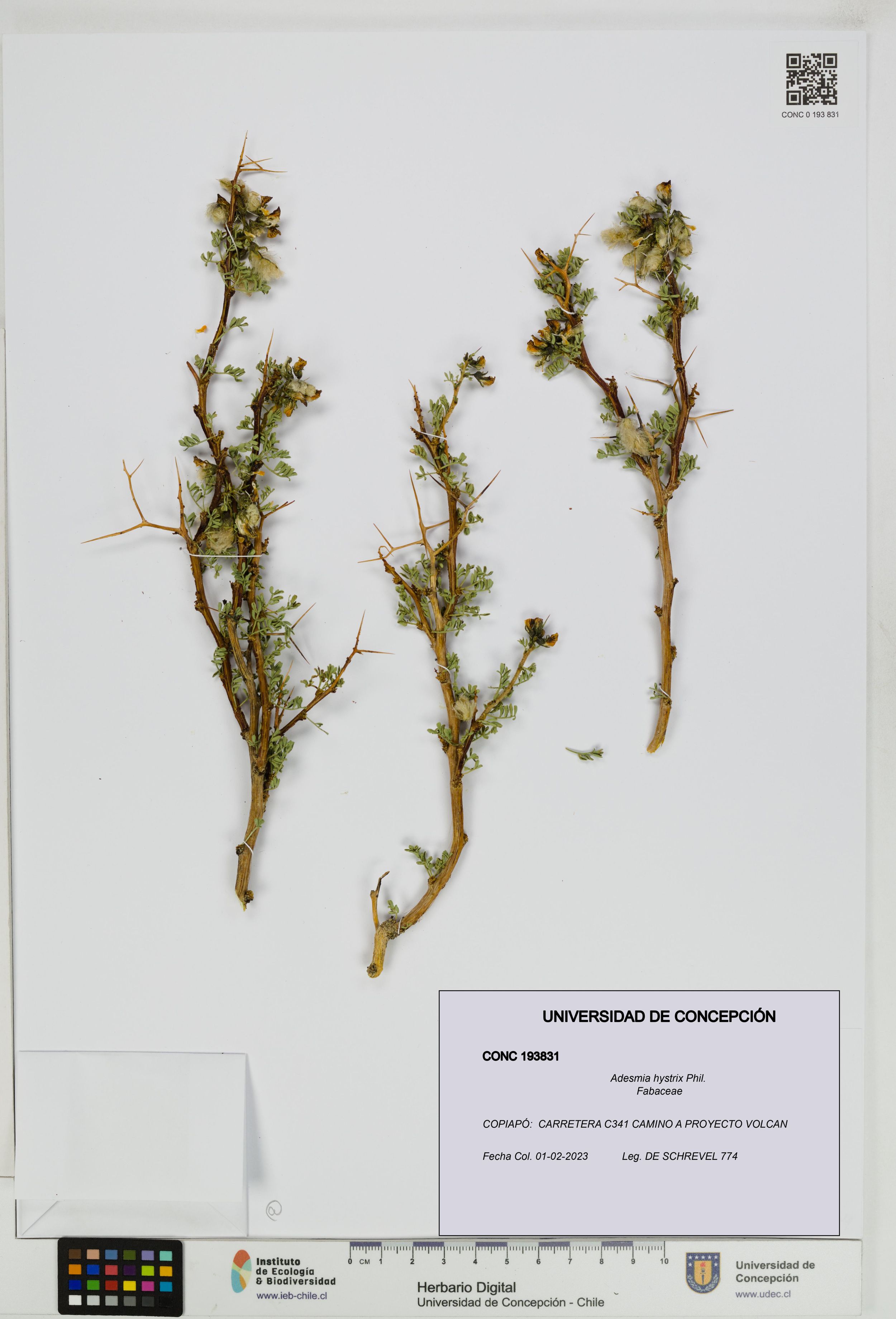 Adesmia hystrix [Espécimen: ]
