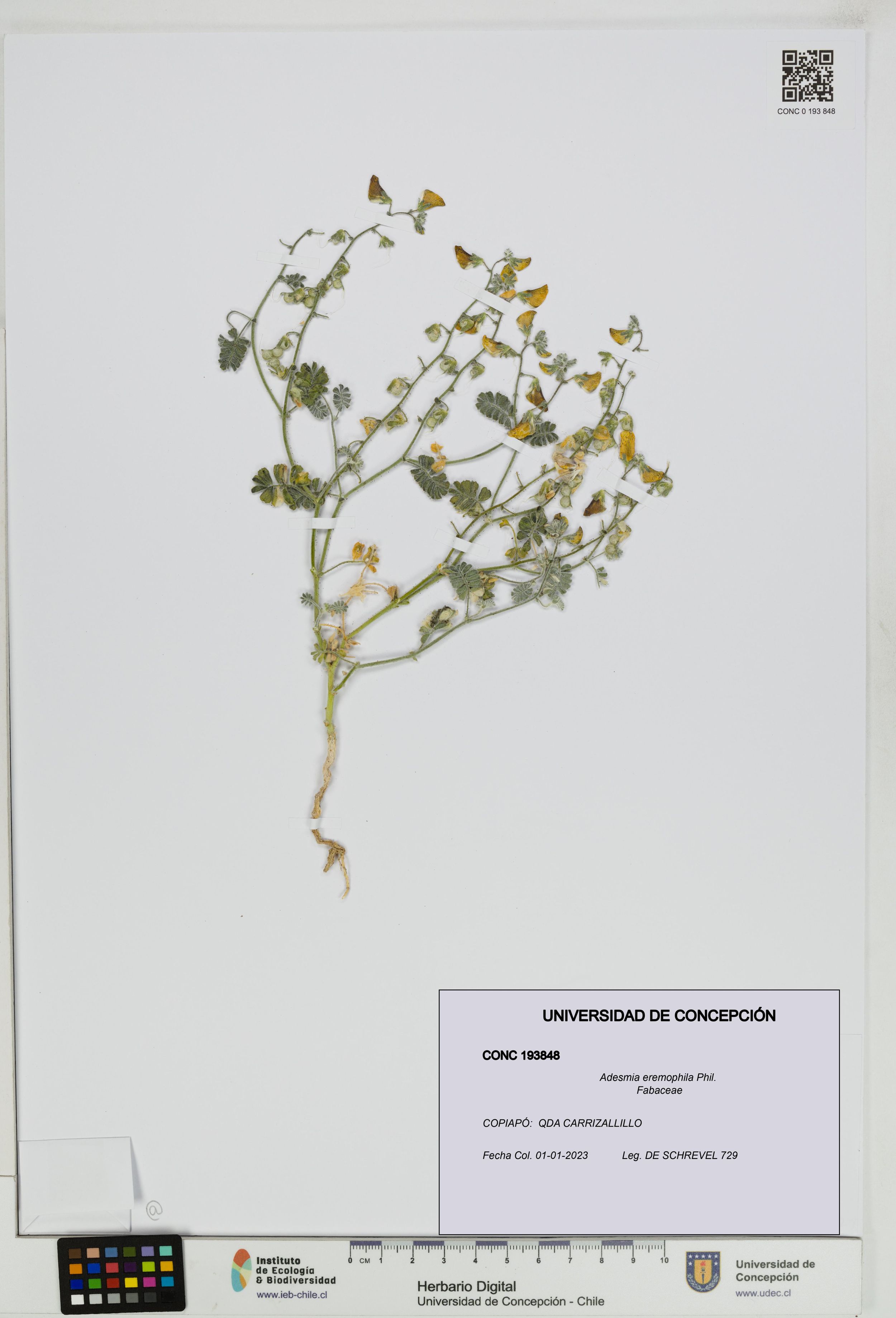 Adesmia eremophila [Espécimen: ]