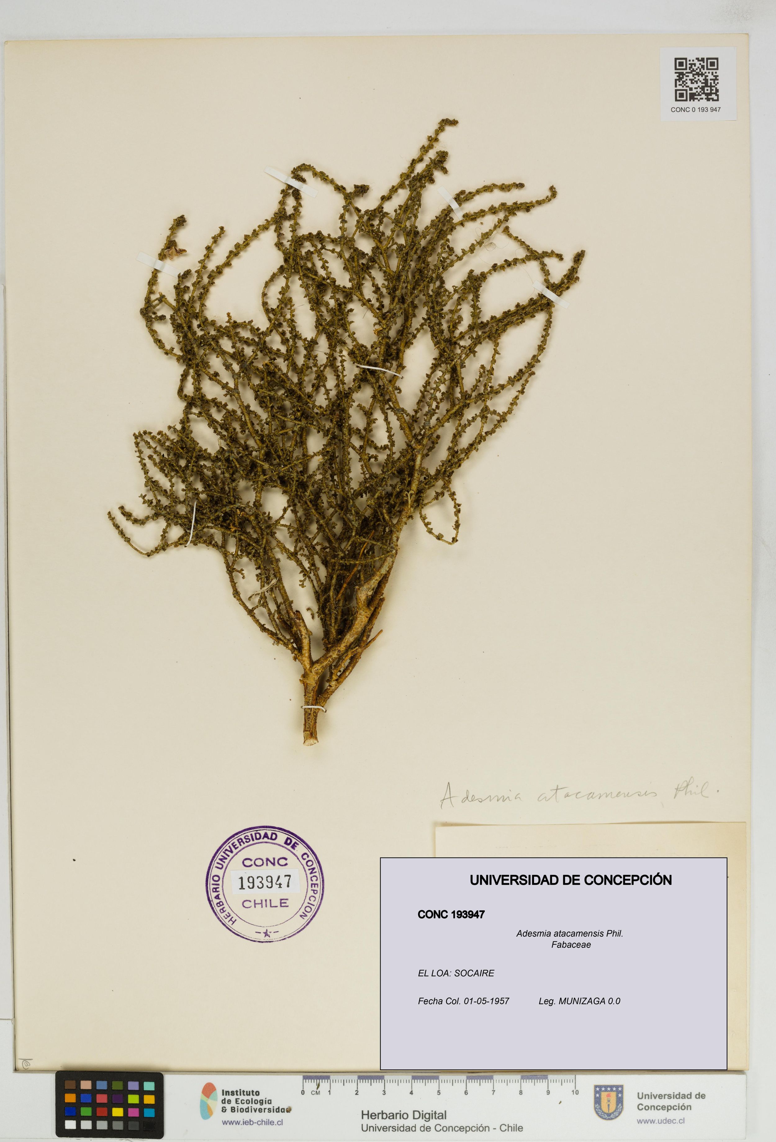 Adesmia atacamensis [Espécimen: ]