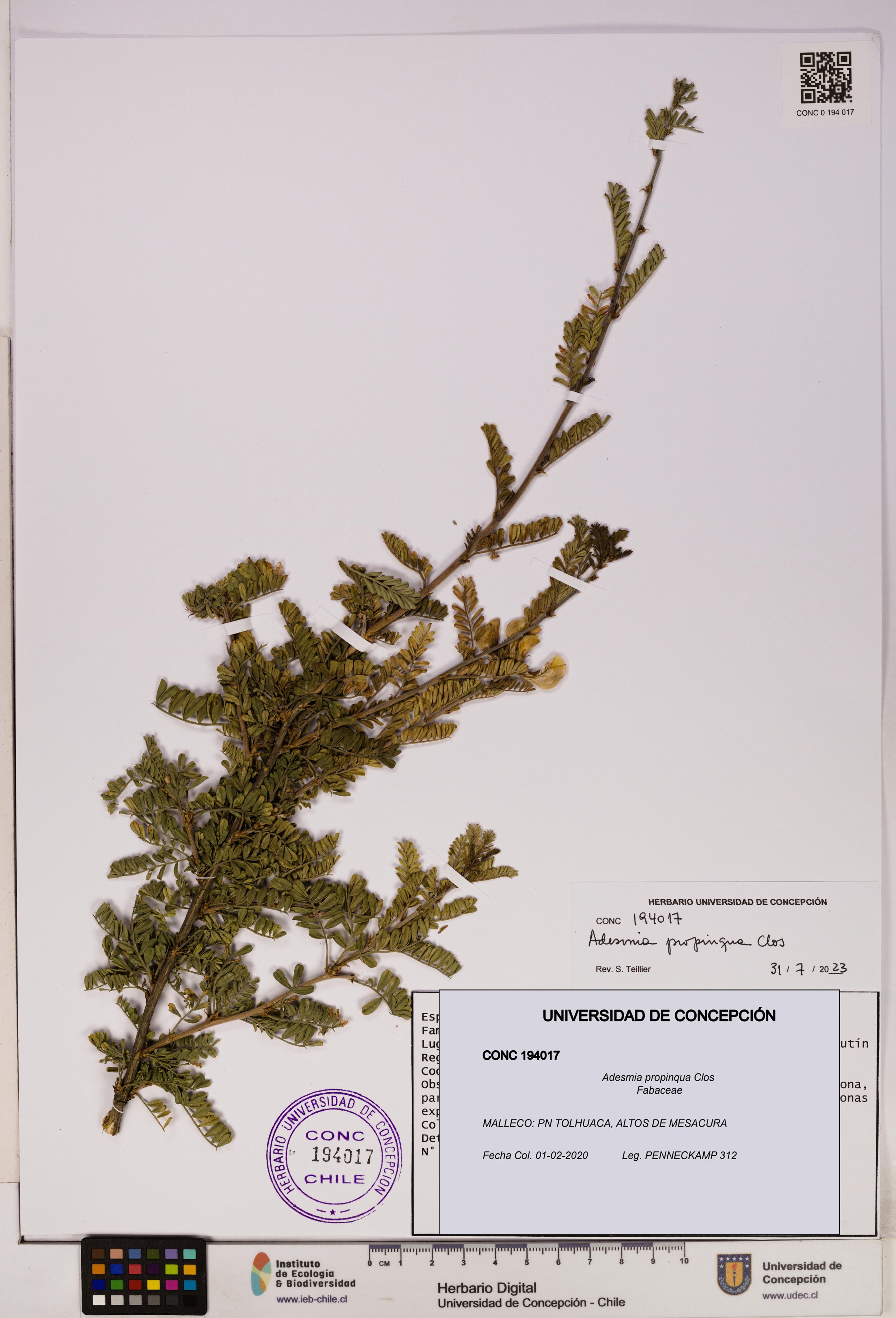 Adesmia propinqua [Espécimen: ]