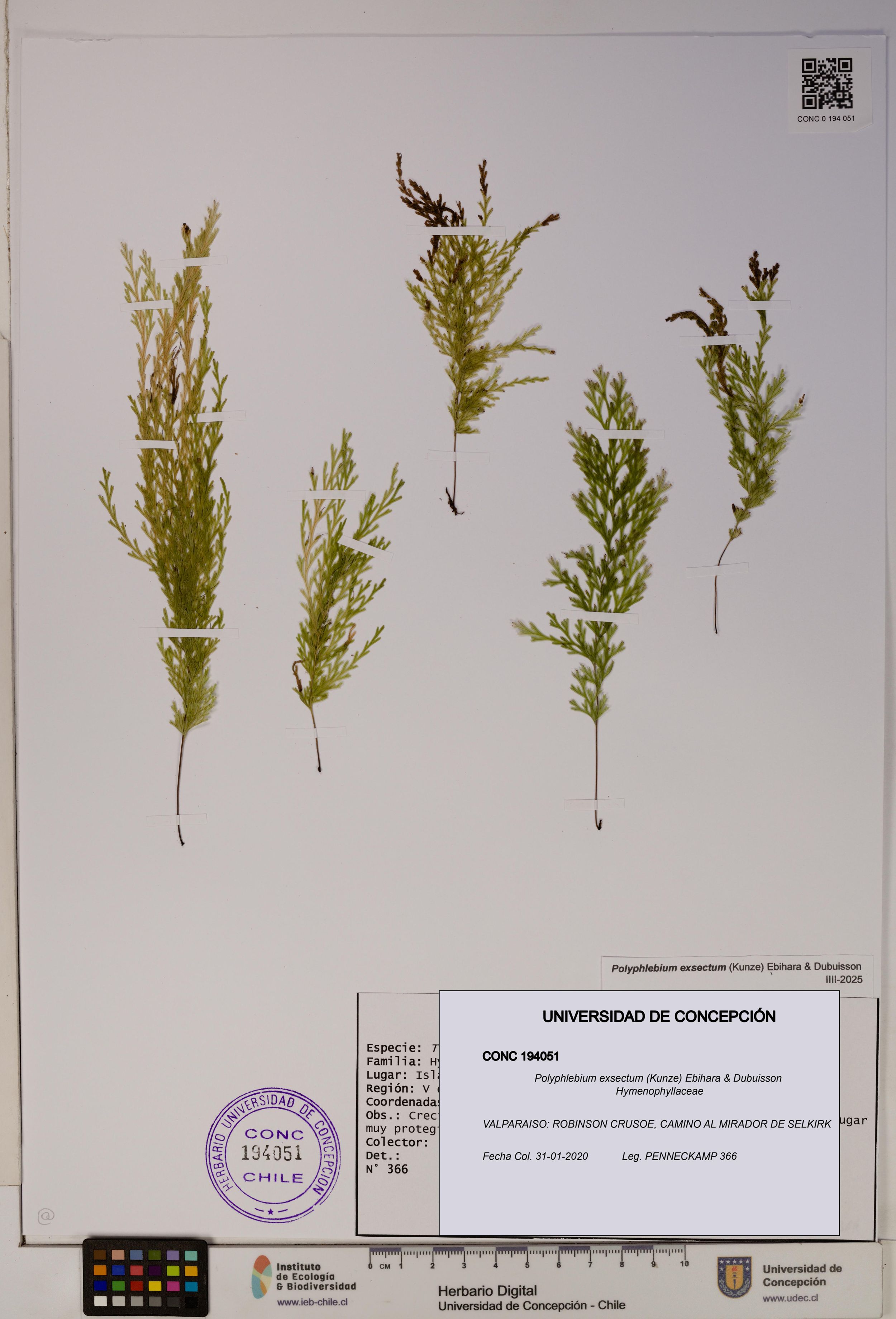 Polyphlebium exsectum [Espécimen: ]