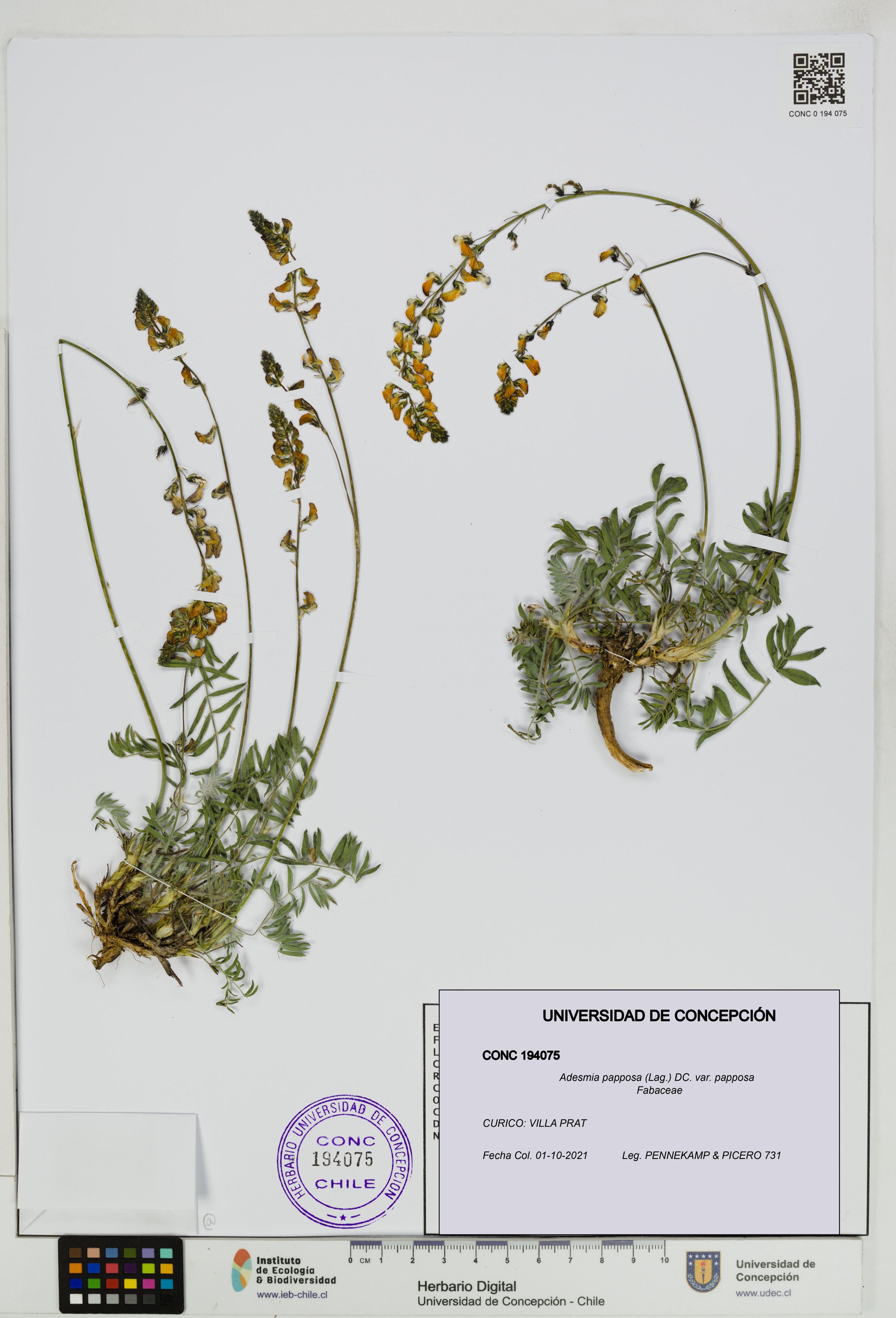 Adesmia papposa var. papposa [Espécimen: ]