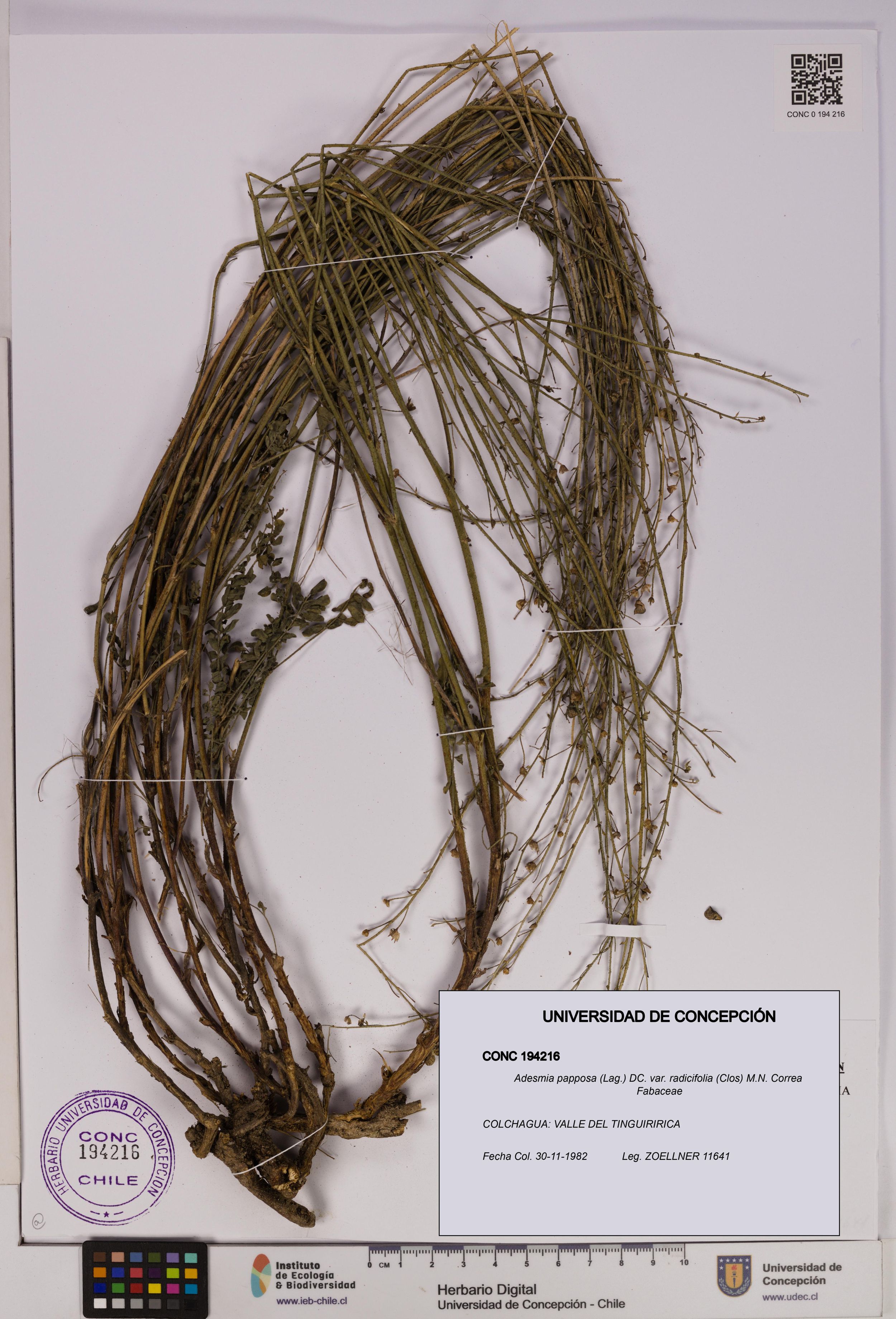 Adesmia papposa var. radicifolia [Espécimen: ]