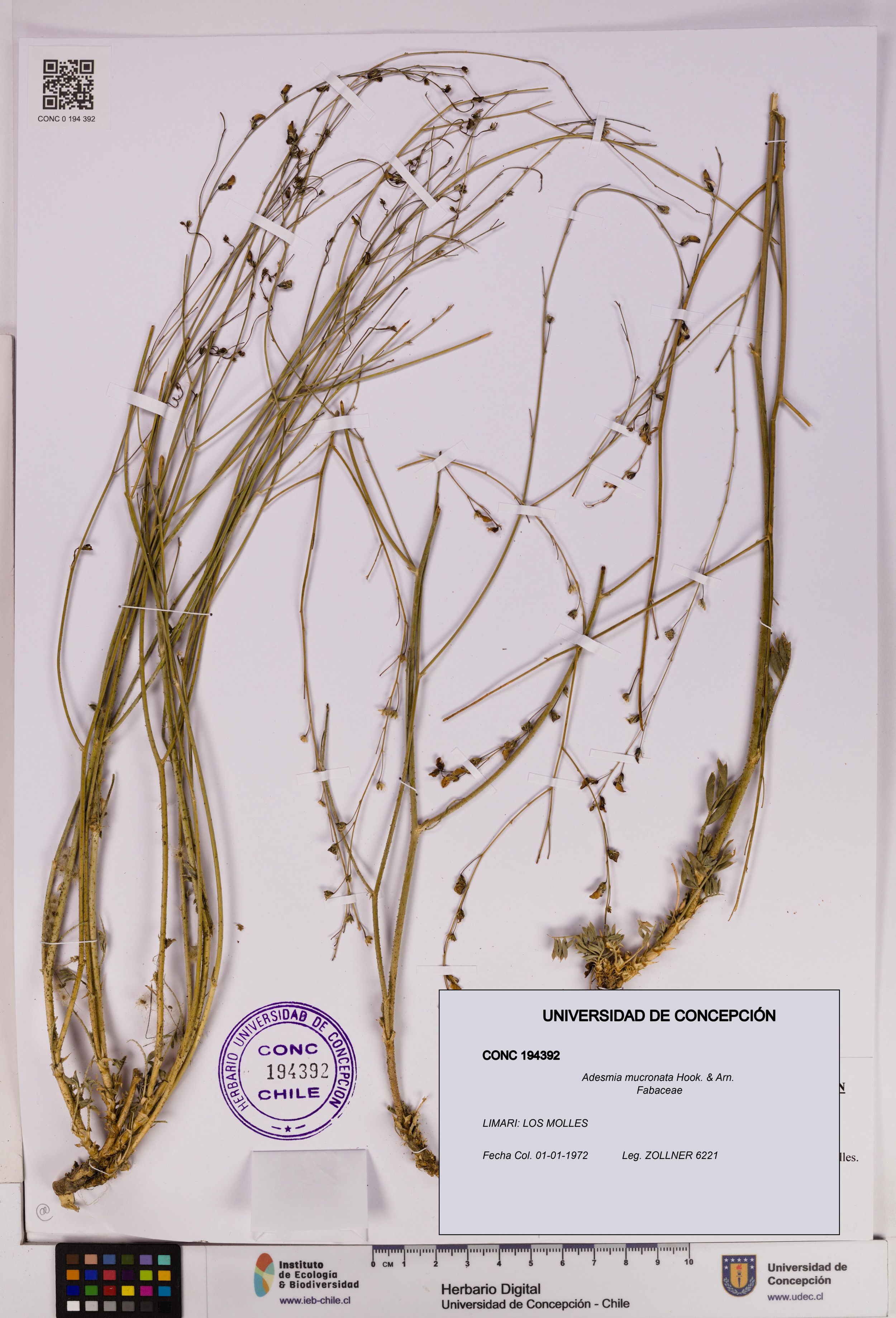 Adesmia mucronata [Espécimen: ]