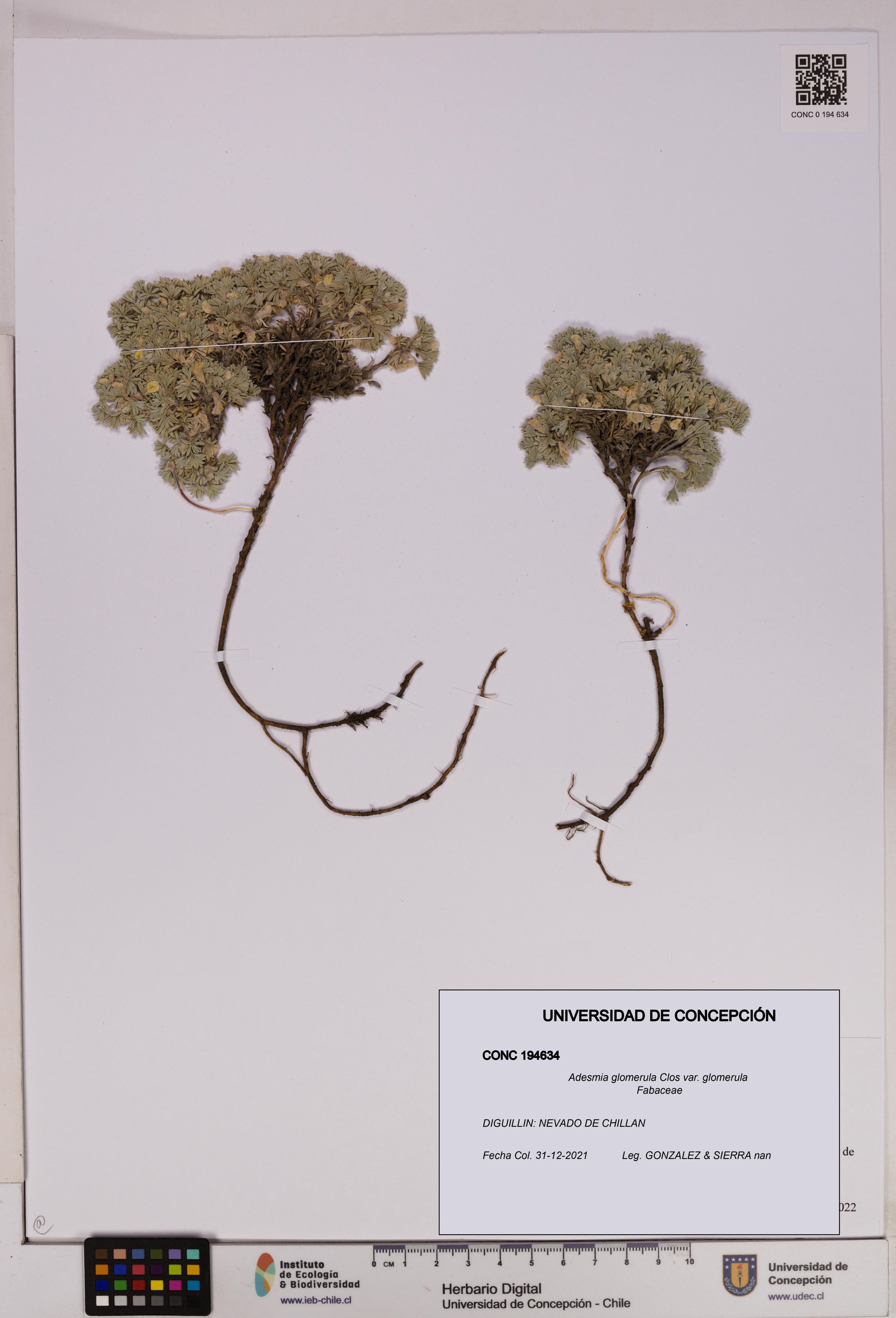 Adesmia glomerula var. glomerula [Espécimen: ]