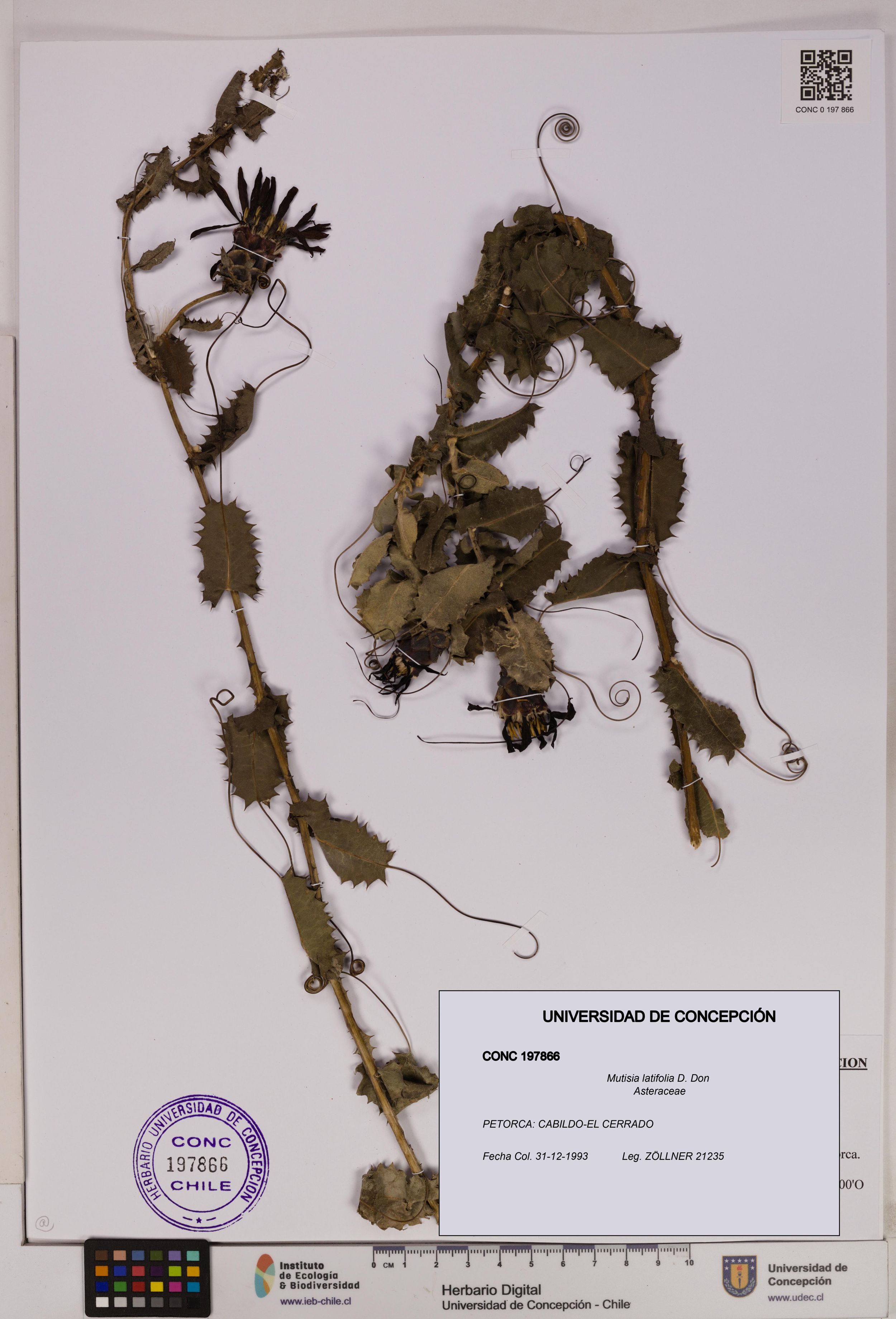 Mutisia latifolia [Espécimen: ]