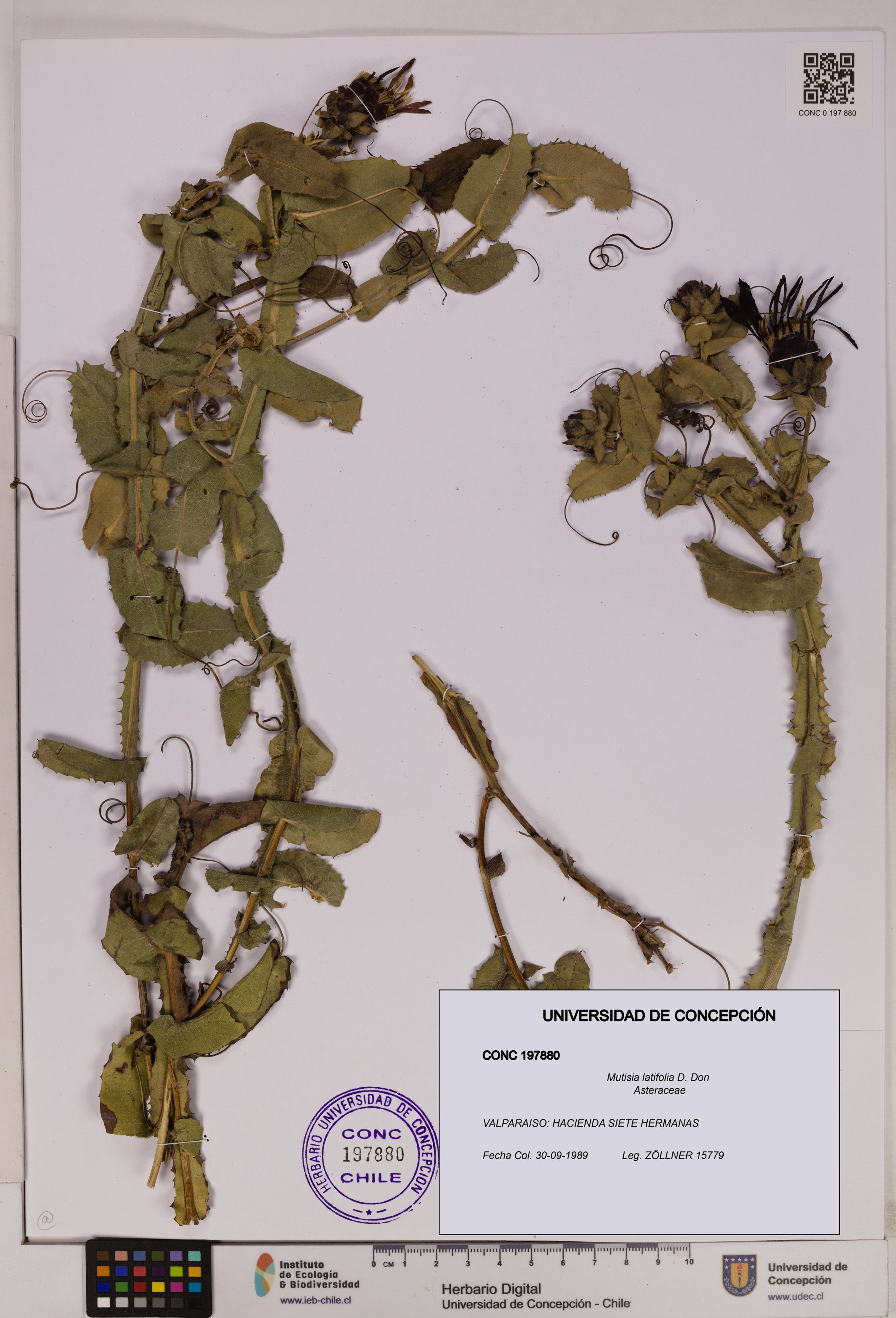 Mutisia latifolia [Espécimen: ]
