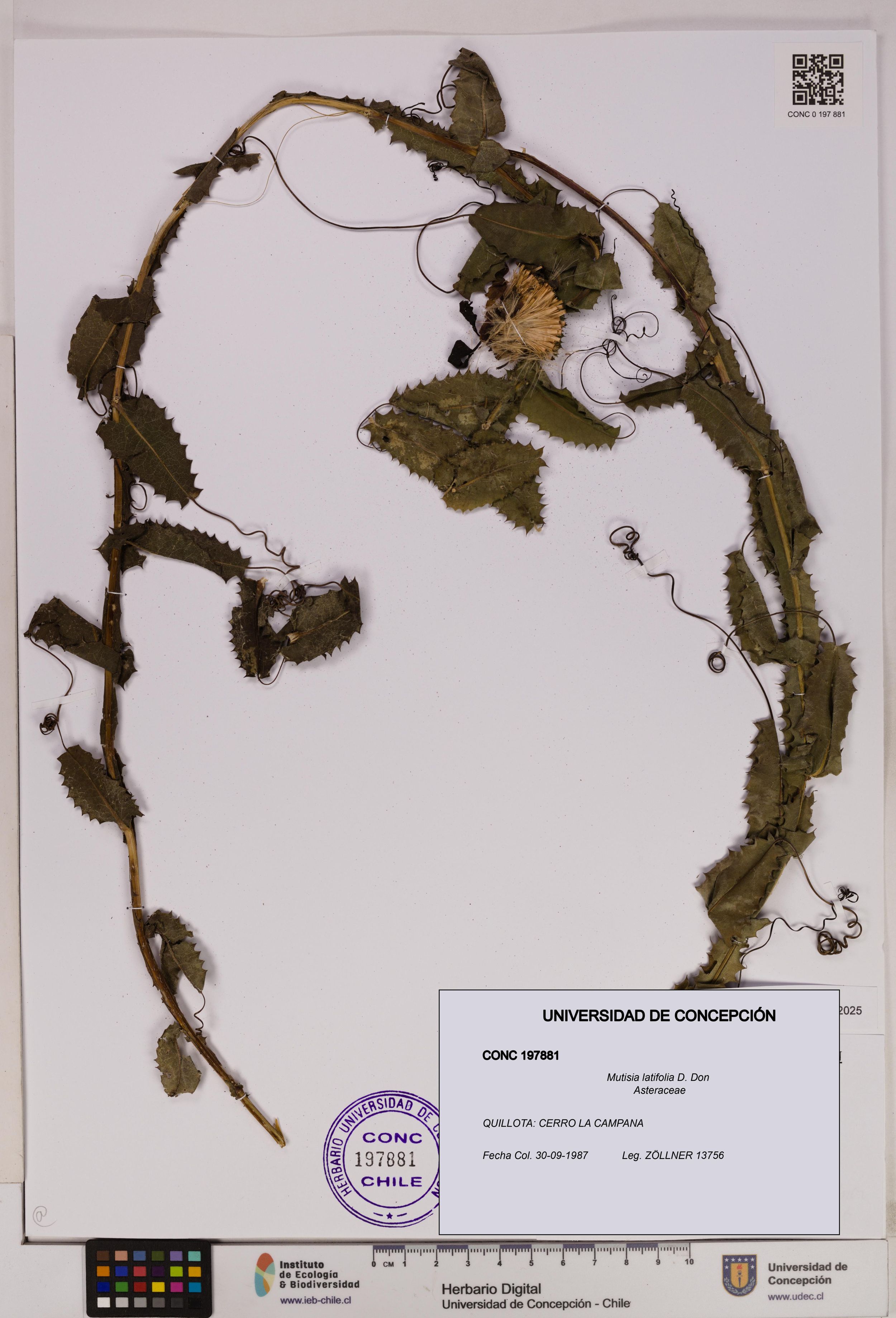 Mutisia latifolia [Espécimen: ]