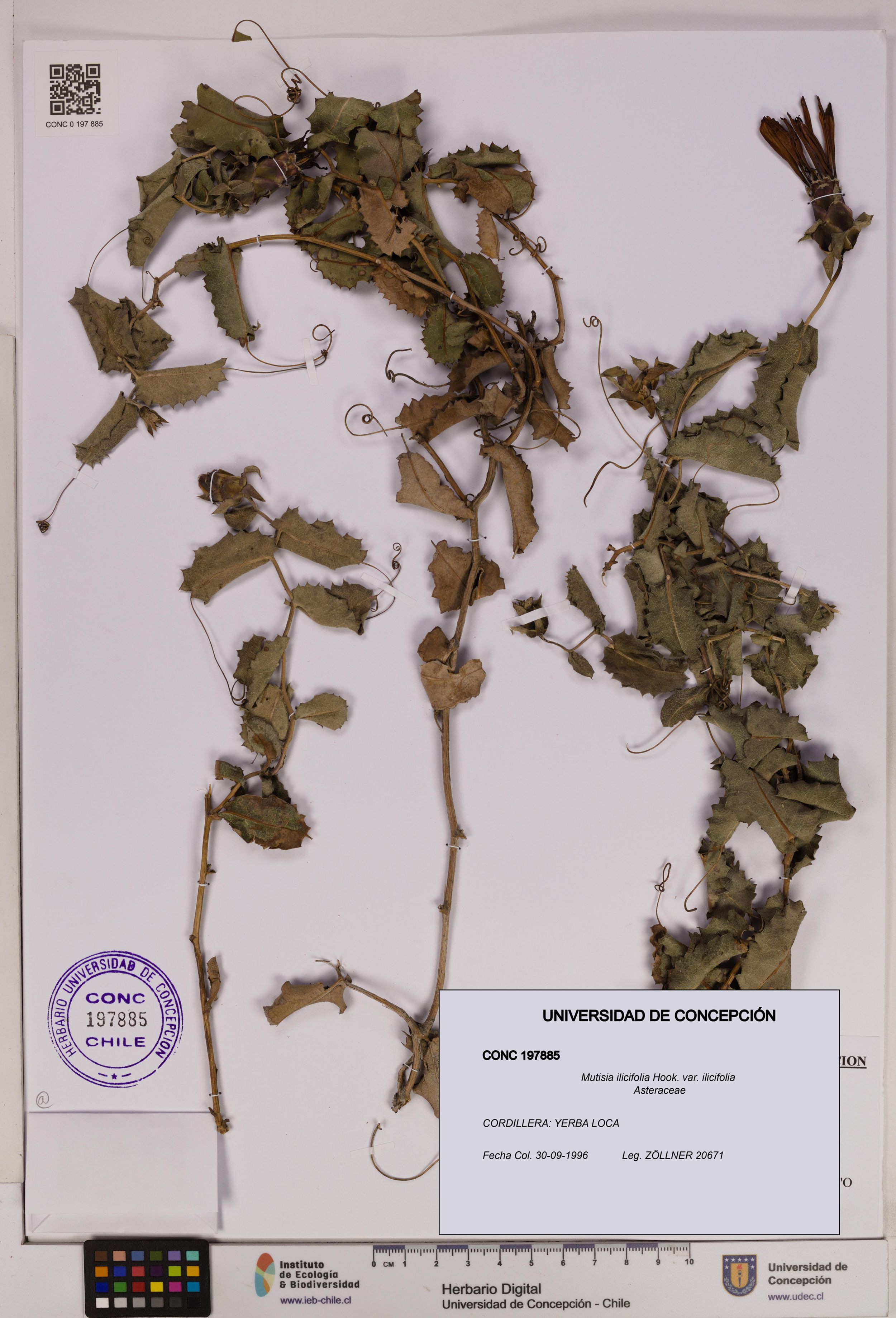Mutisia ilicifolia var. ilicifolia [Espécimen: ]