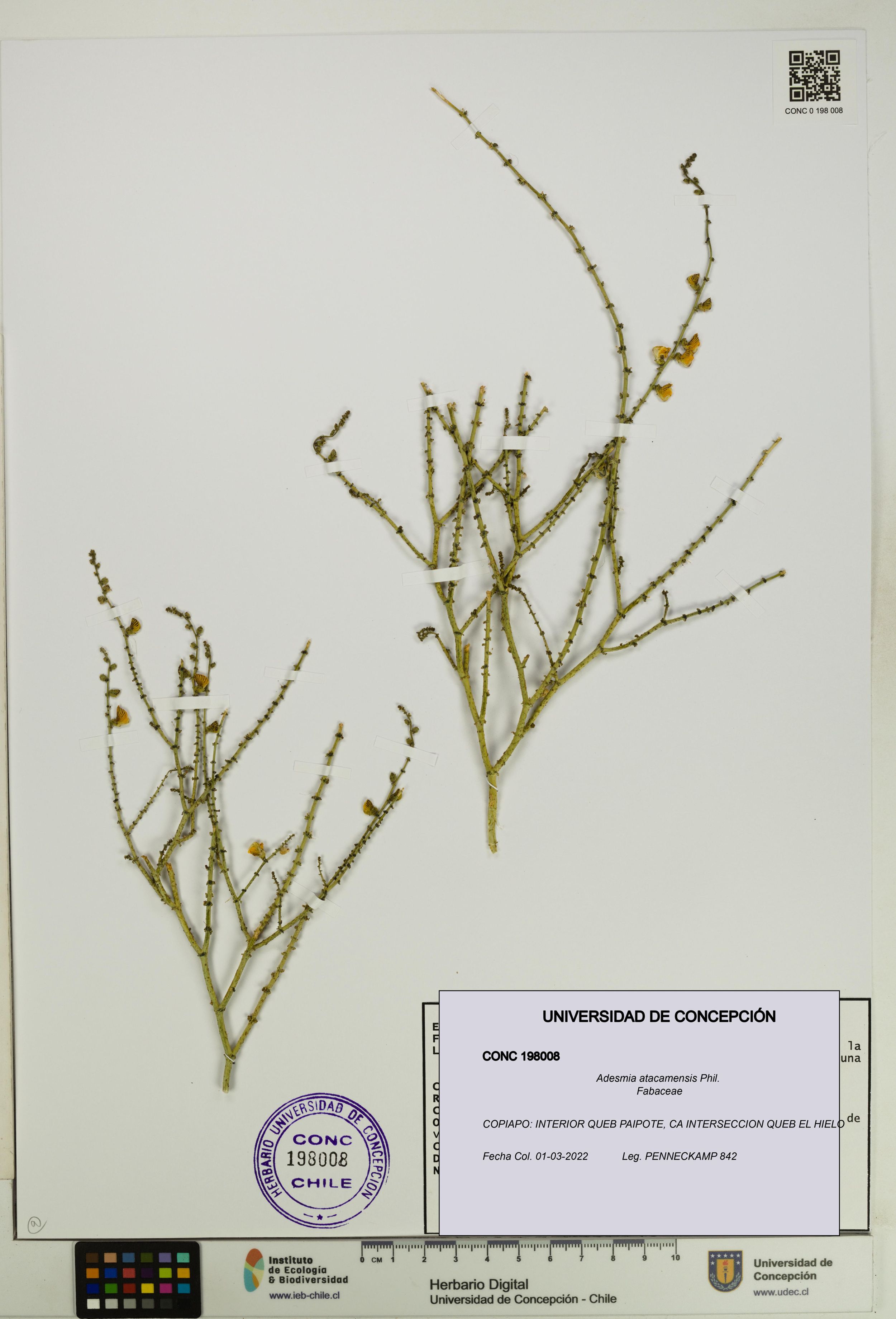 Adesmia atacamensis [Espécimen: ]