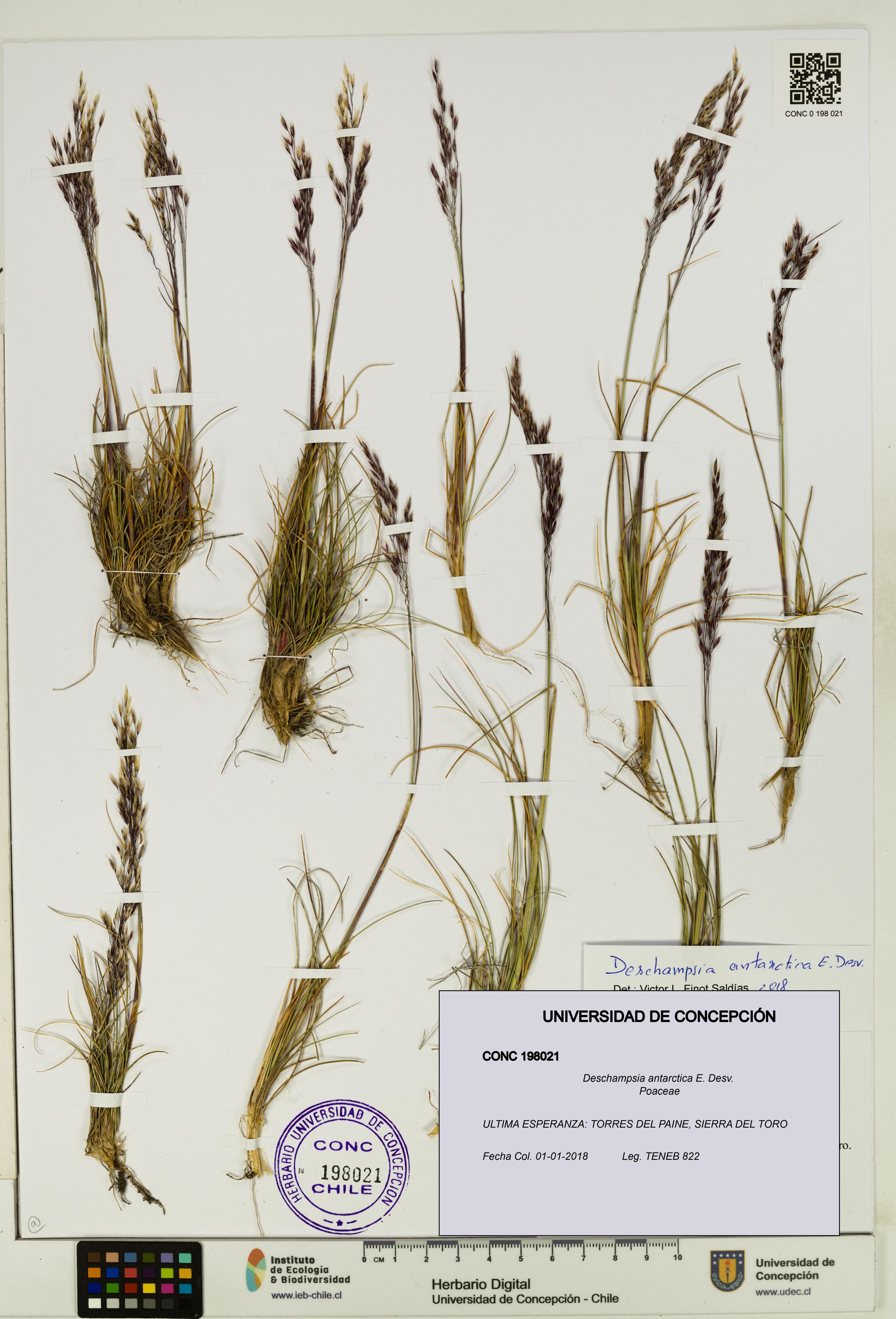 Deschampsia antarctica [Espécimen: ]