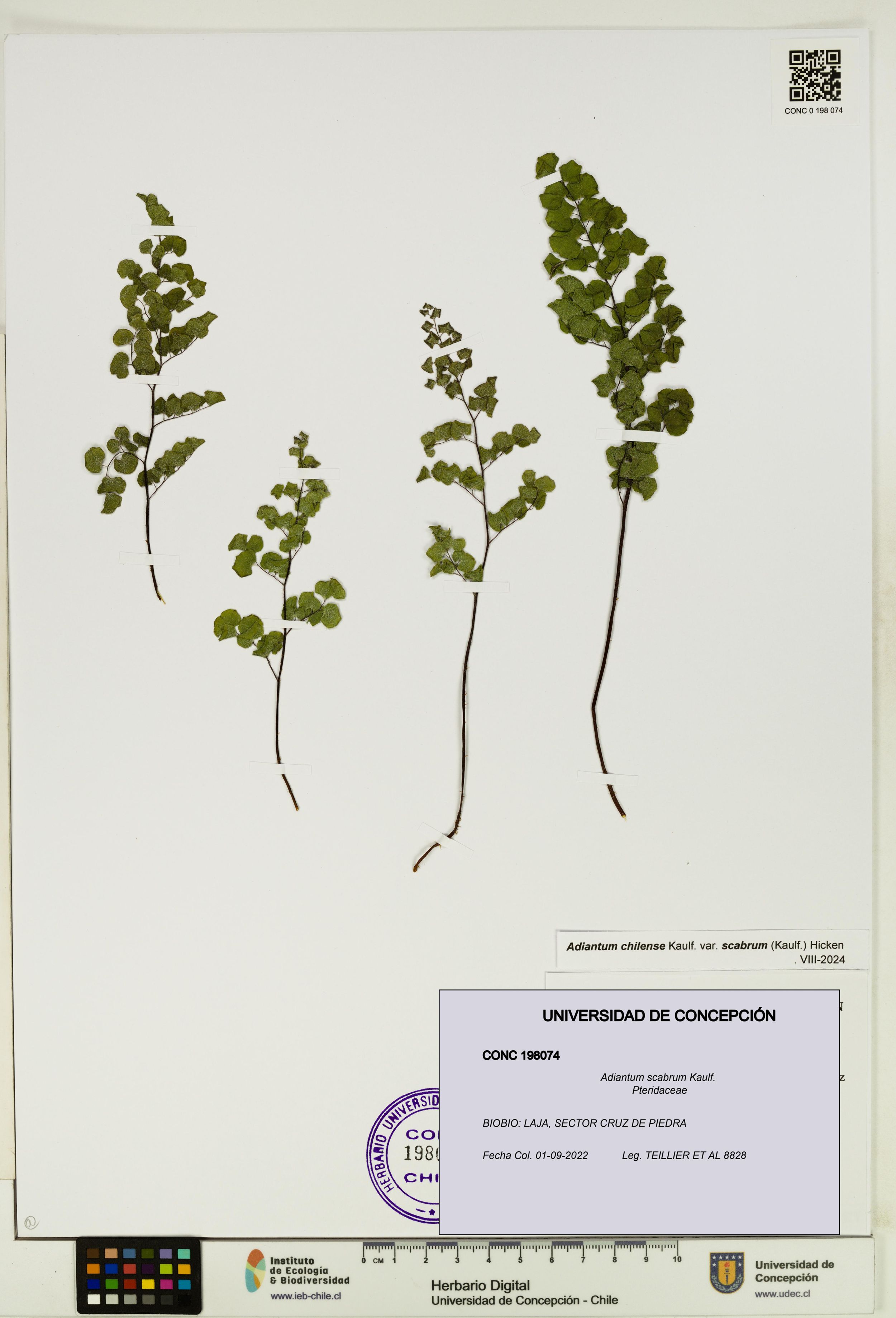 Adiantum scabrum [Espécimen: ]