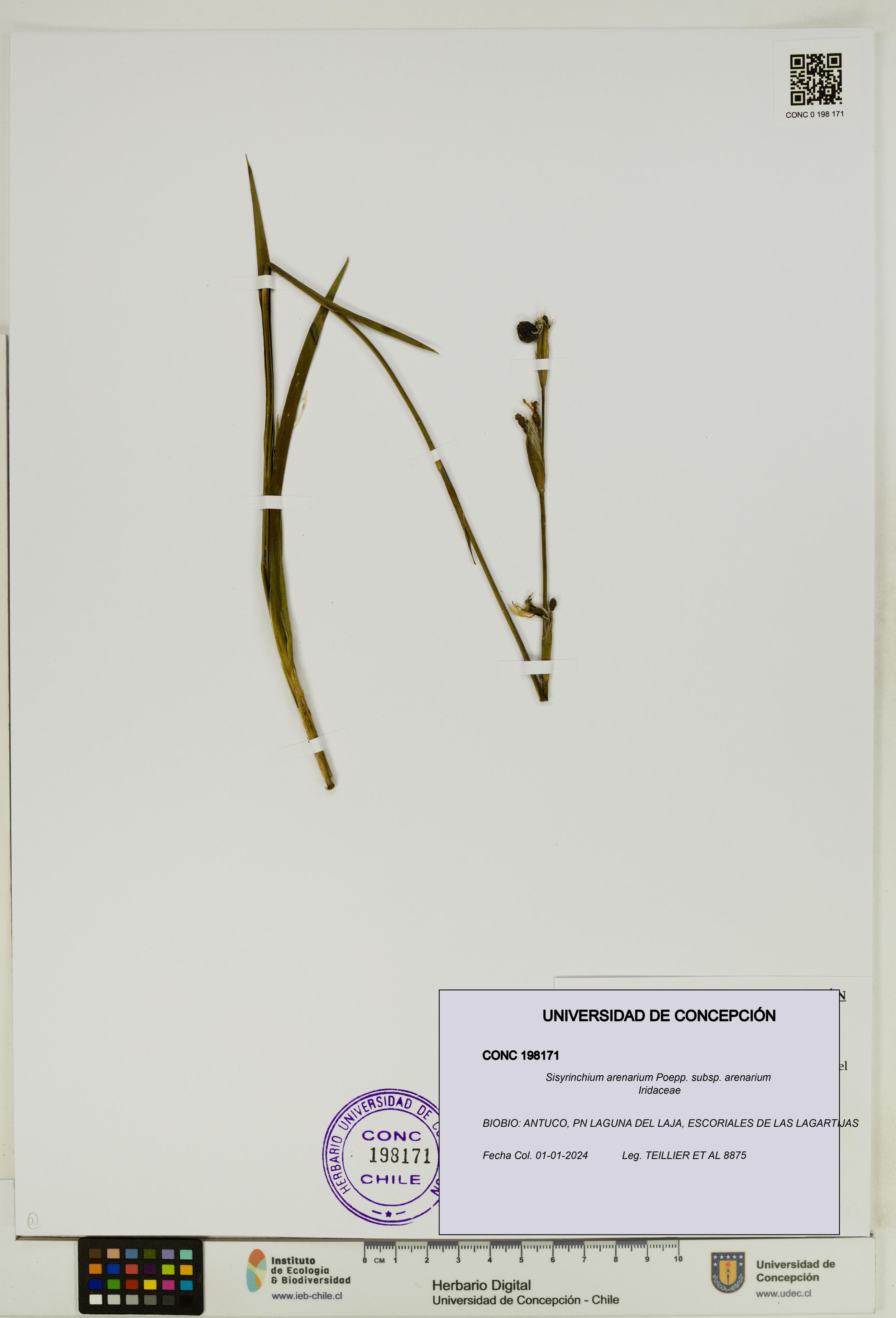 Sisyrinchium arenarium [Espécimen: ]