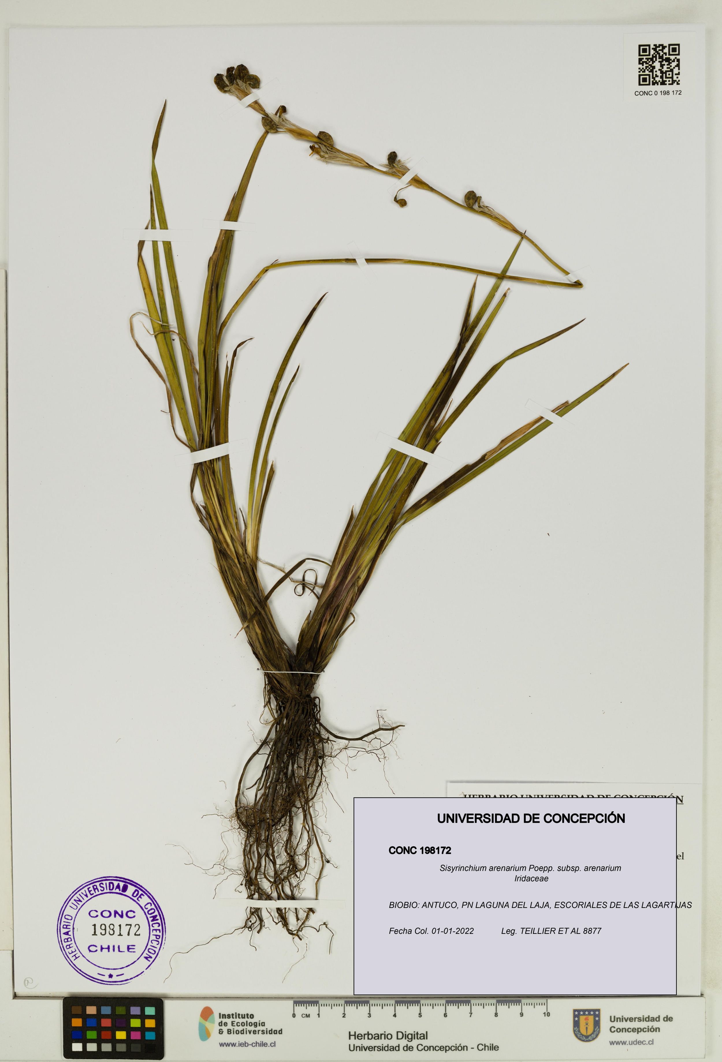 Sisyrinchium arenarium subsp. arenarium [Espécimen: ]