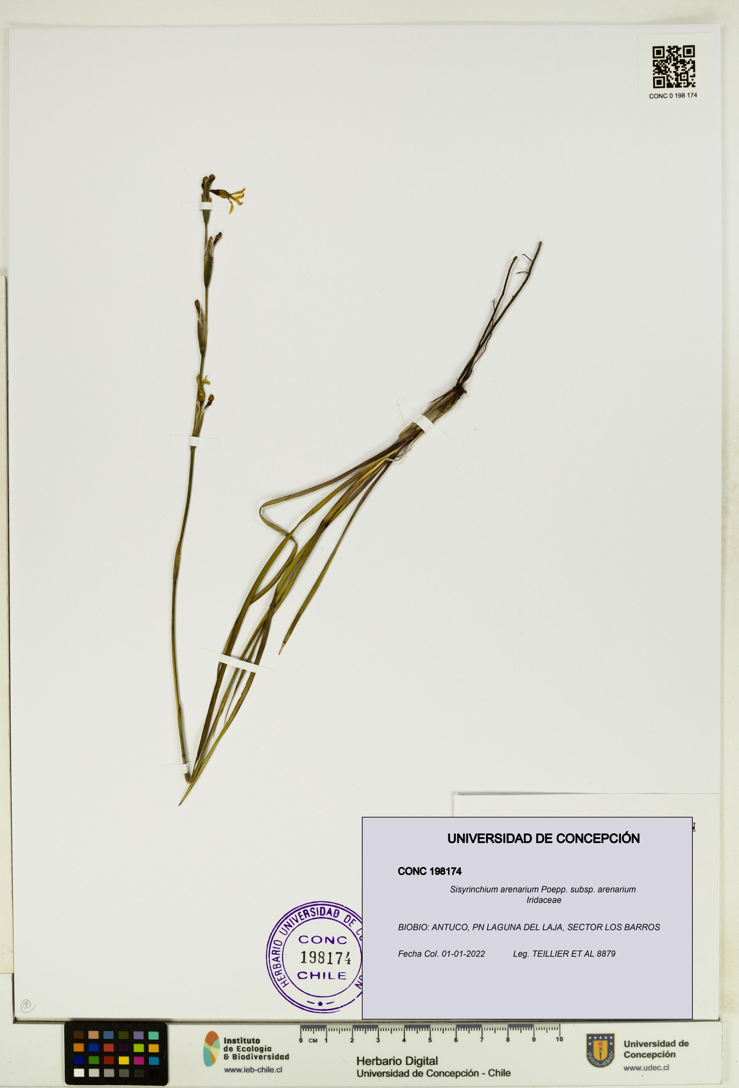 Sisyrinchium arenarium [Espécimen: ]