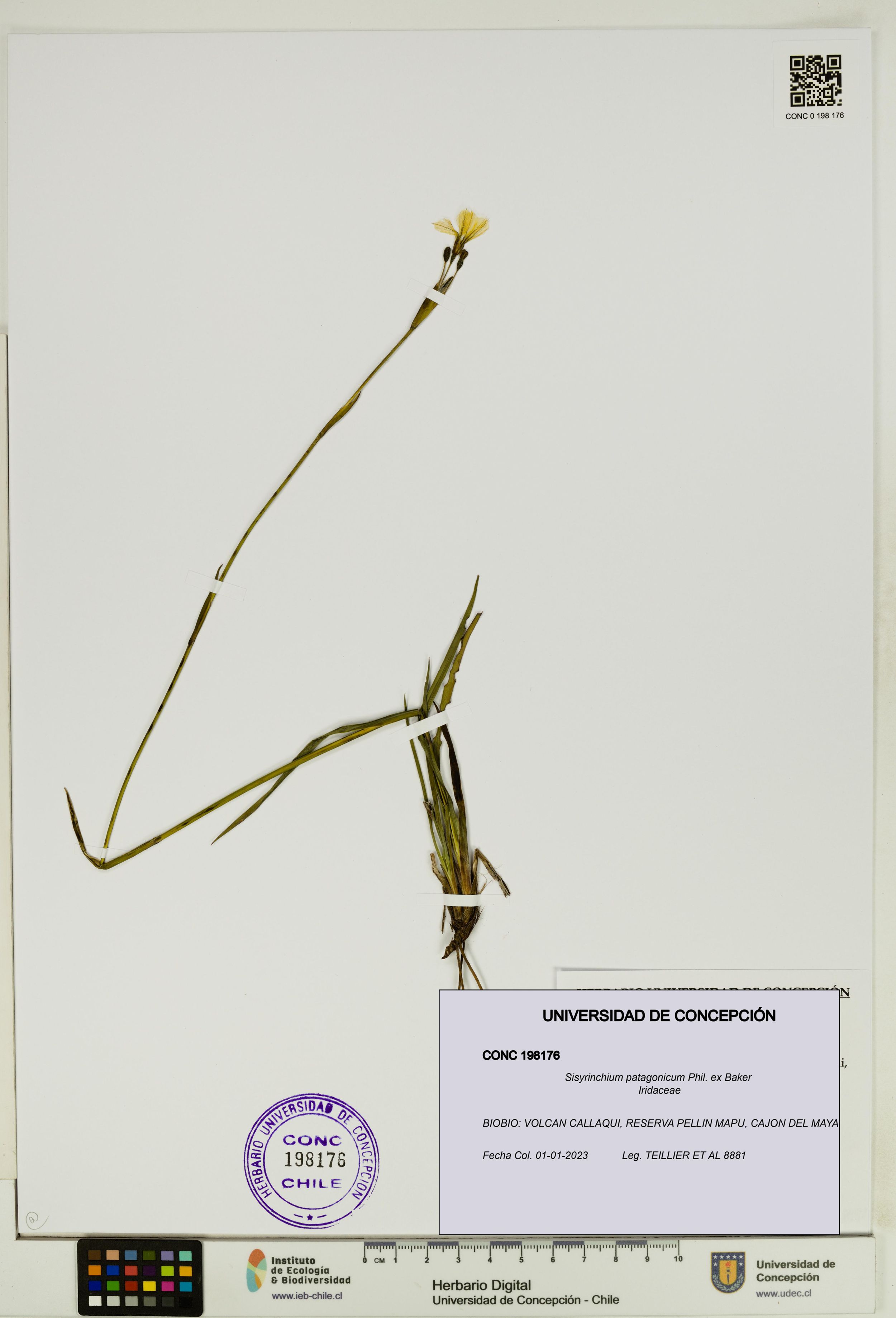 Sisyrinchium patagonicum [Espécimen: ]