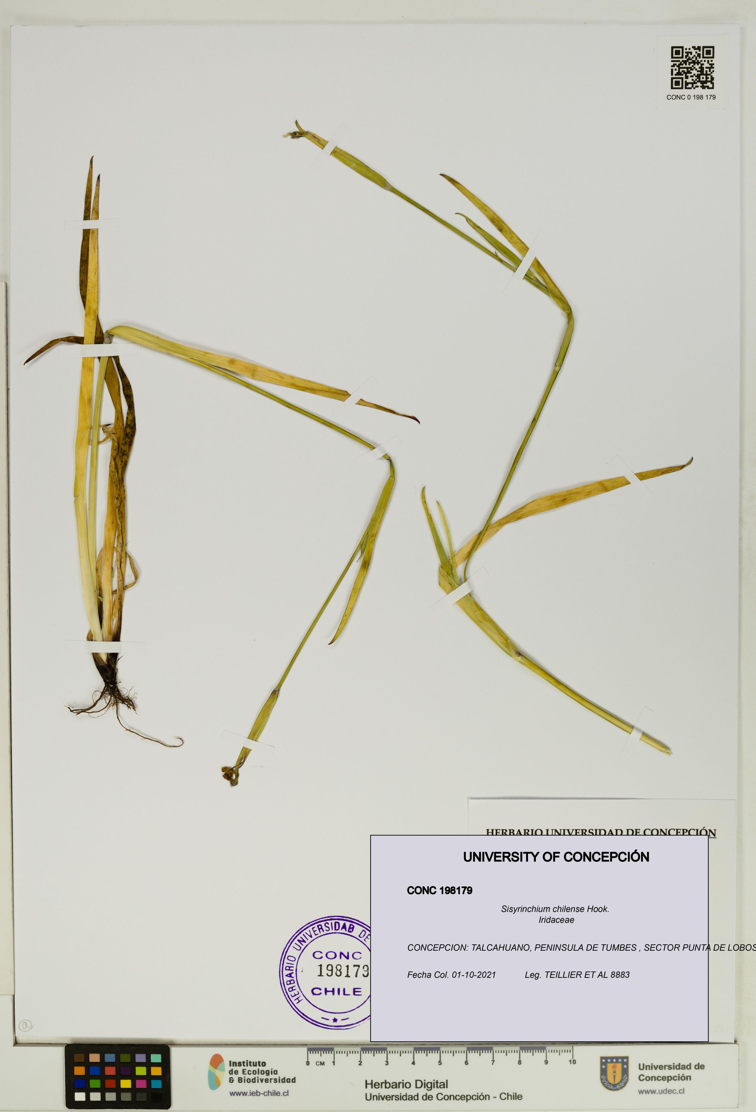 Sisyrinchium chilense [Espécimen: ]