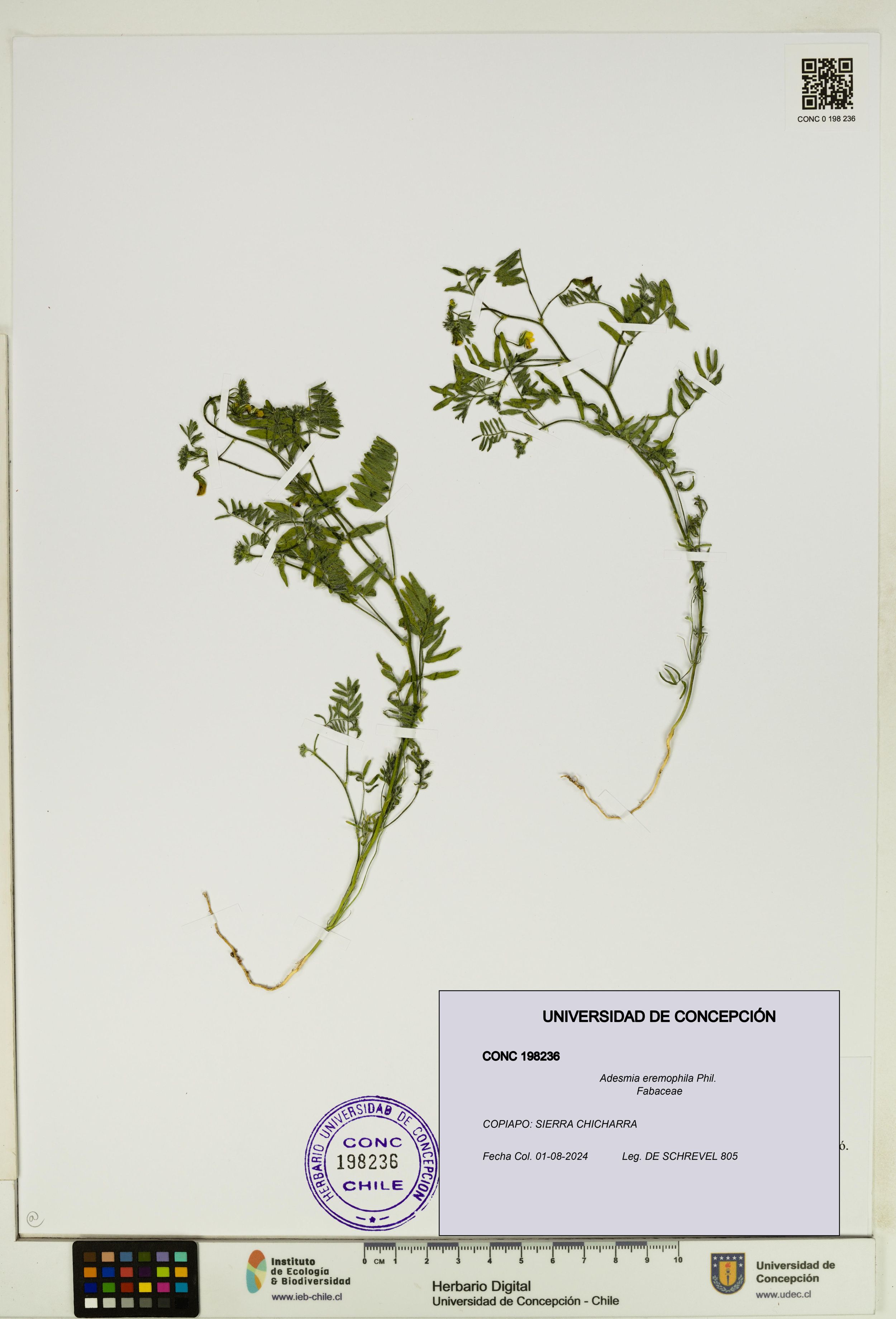 Adesmia eremophila [Espécimen: ]