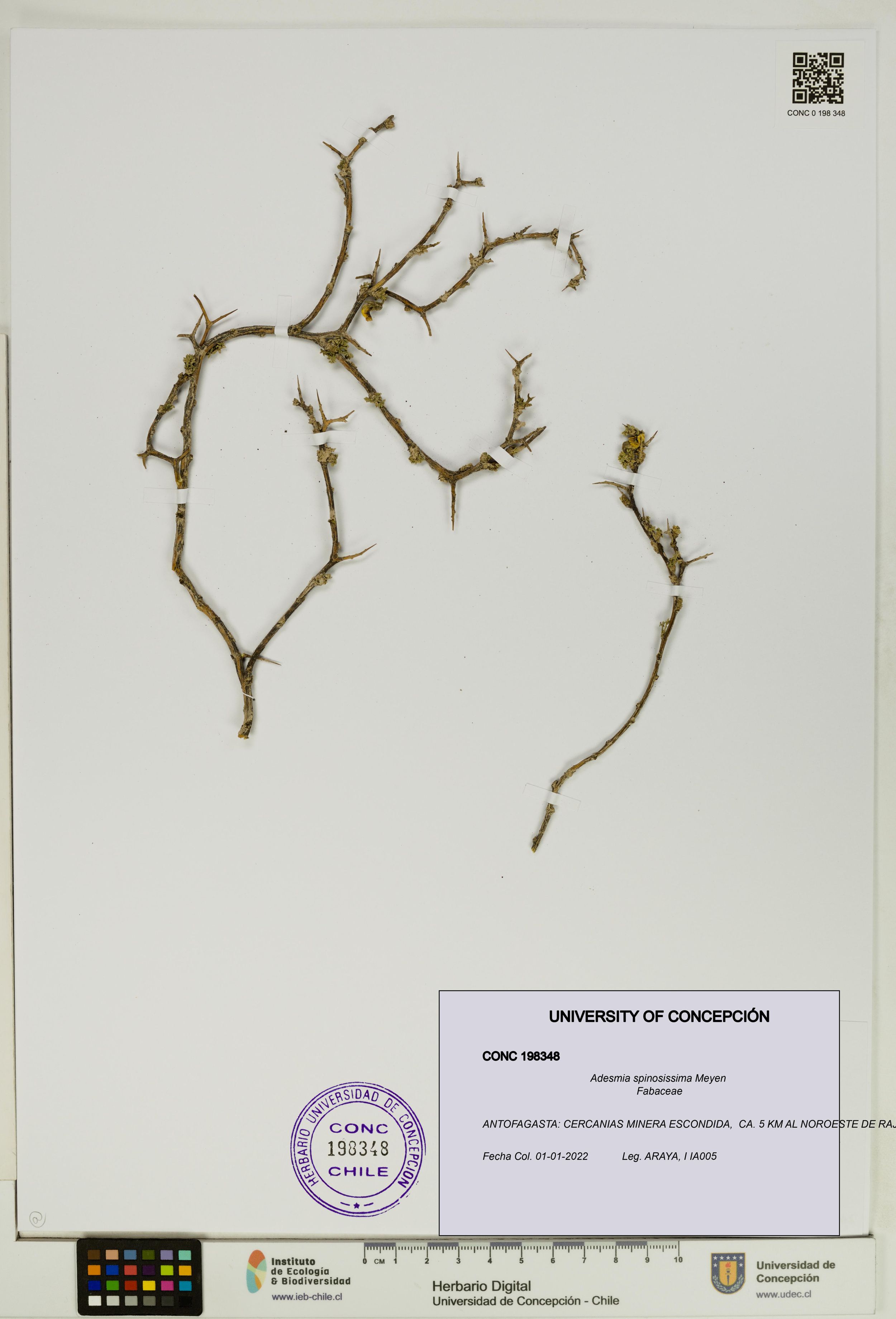 Adesmia spinosissima [Espécimen: ]