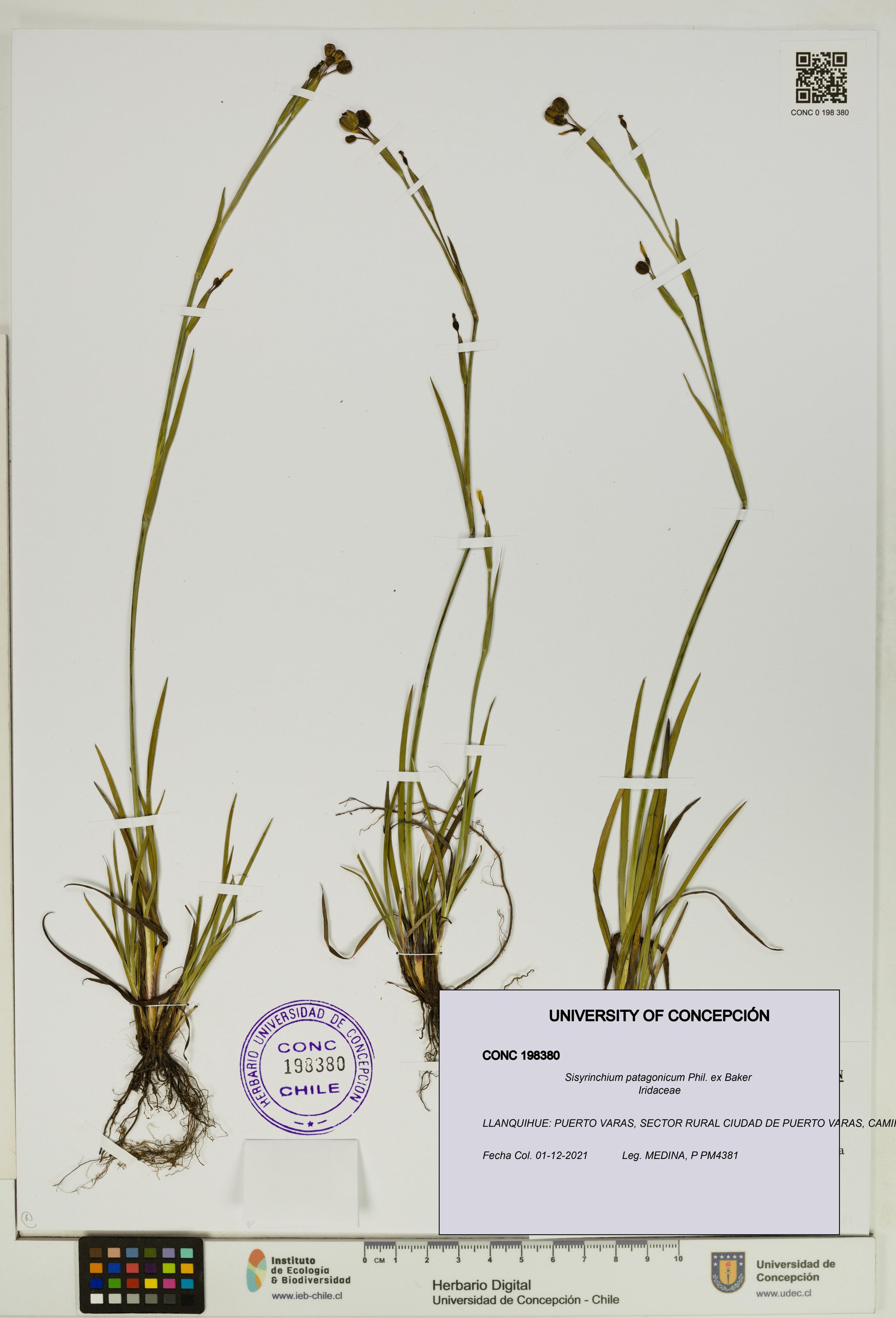 Sisyrinchium patagonicum [Espécimen: ]