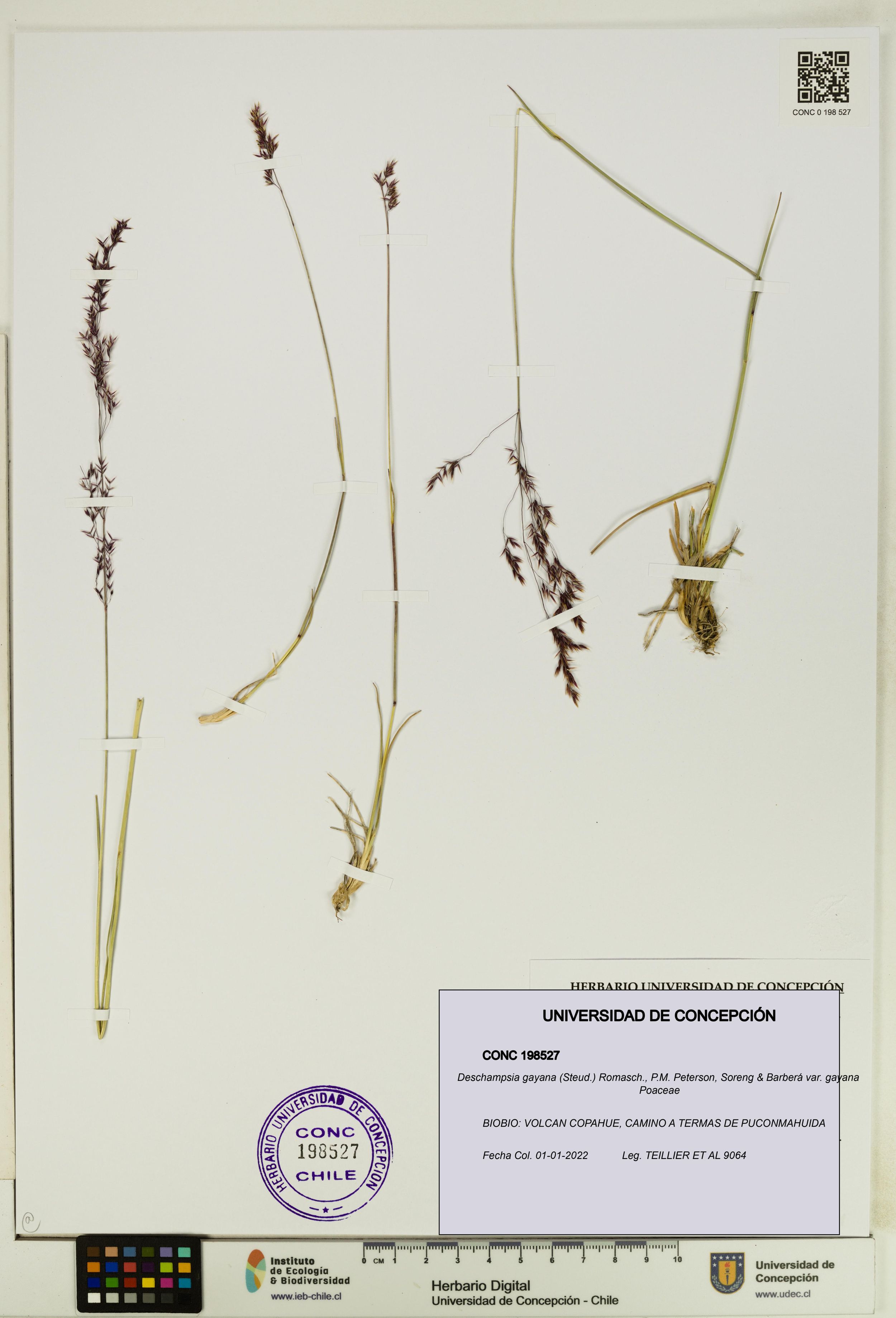 Deschampsia gayana var. gayana [Espécimen: ]