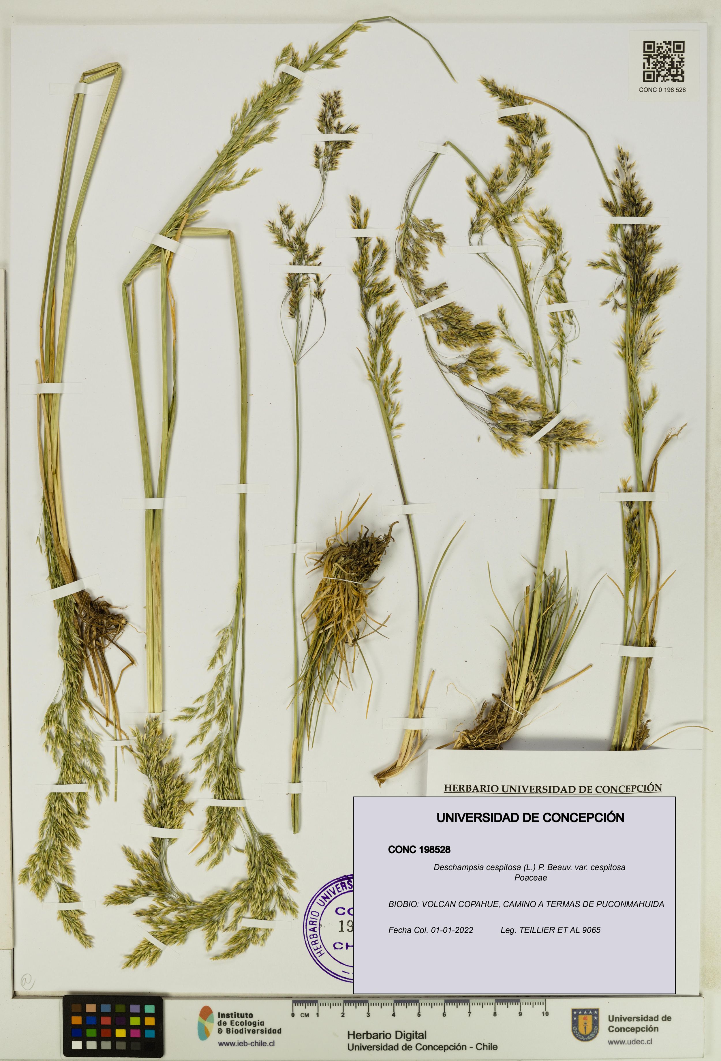 Deschampsia cespitosa var. cespitosa [Espécimen: ]