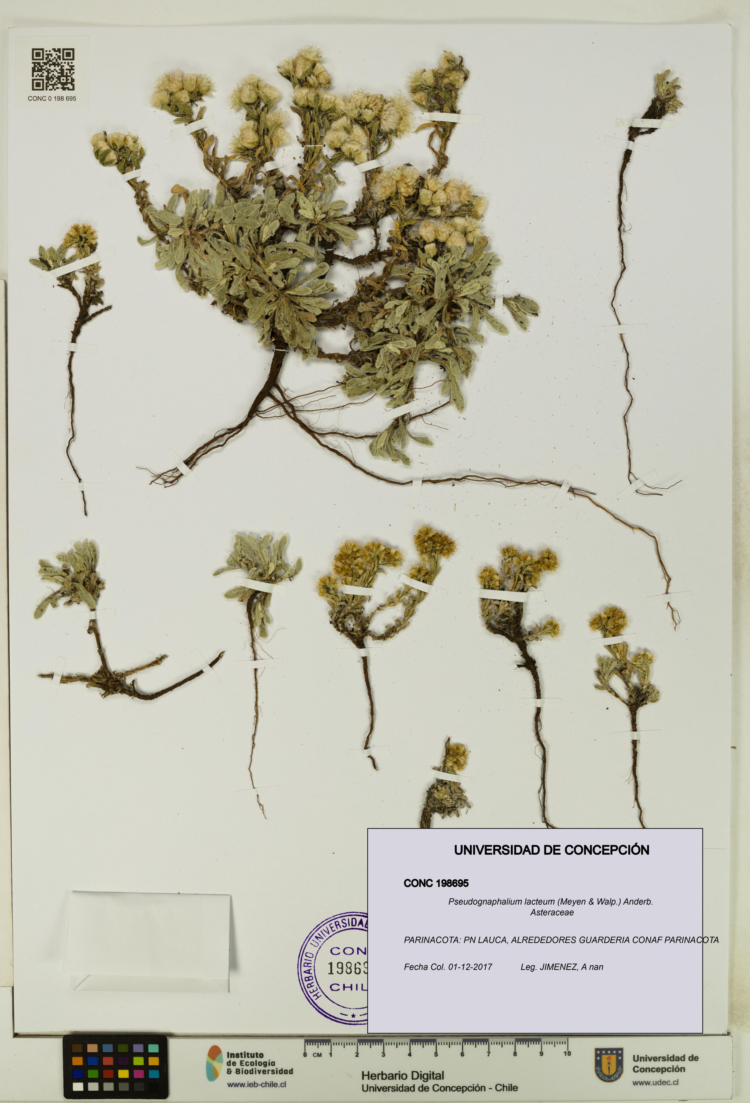 Pseudognaphalium lacteum [Espécimen: ]