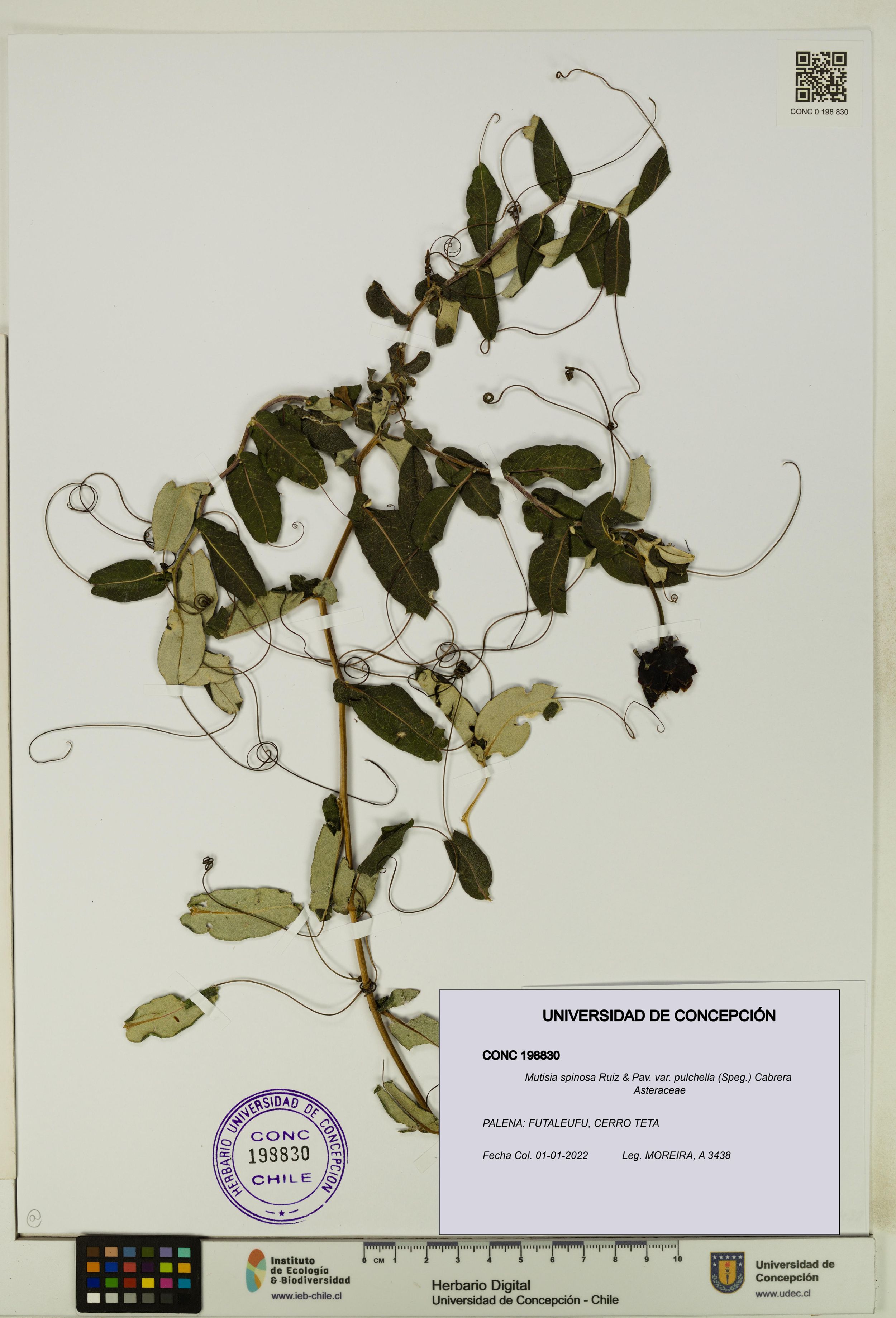 Mutisia spinosa var. pulchella [Espécimen: ]
