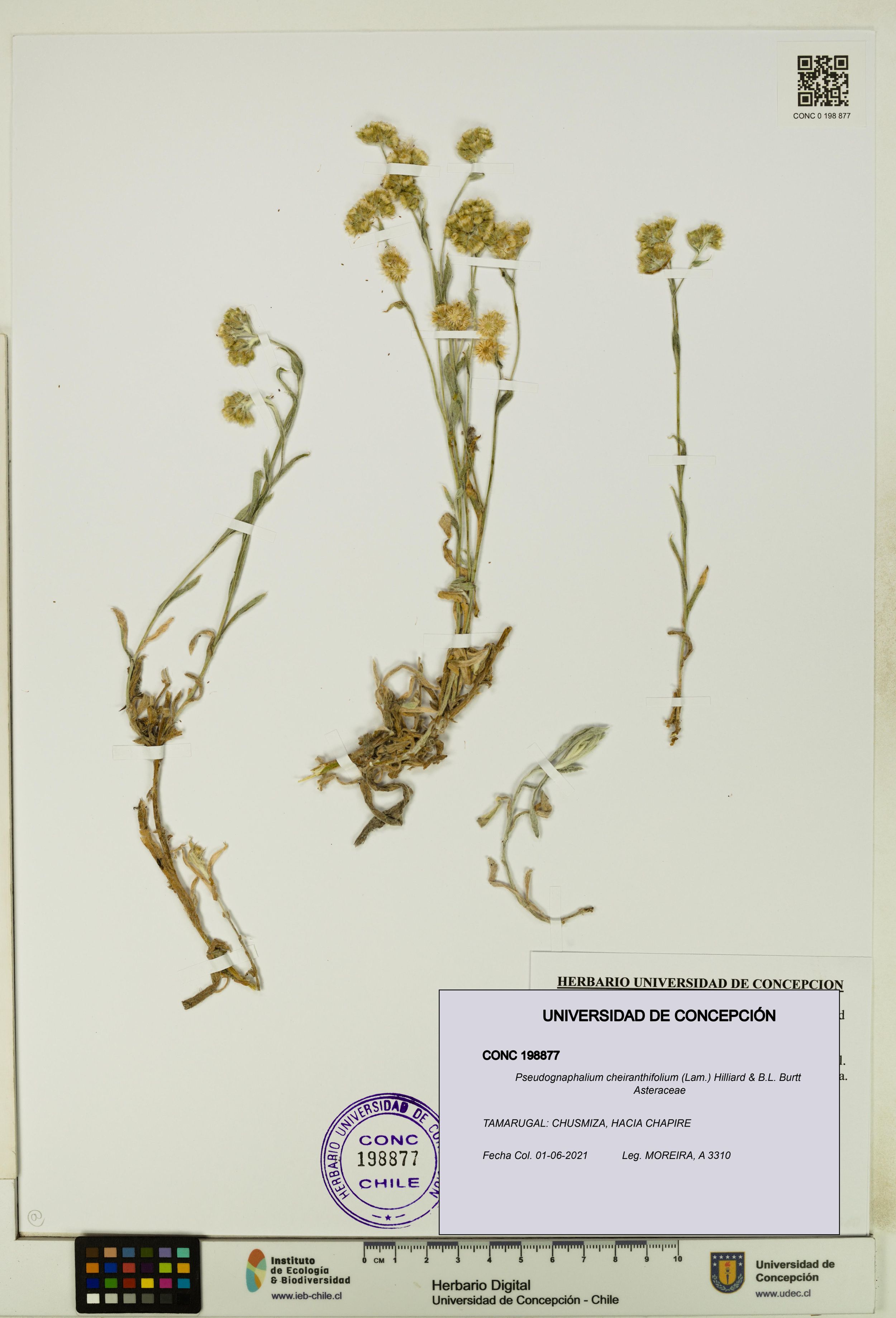 Pseudognaphalium cheiranthifolium [Espécimen: ]