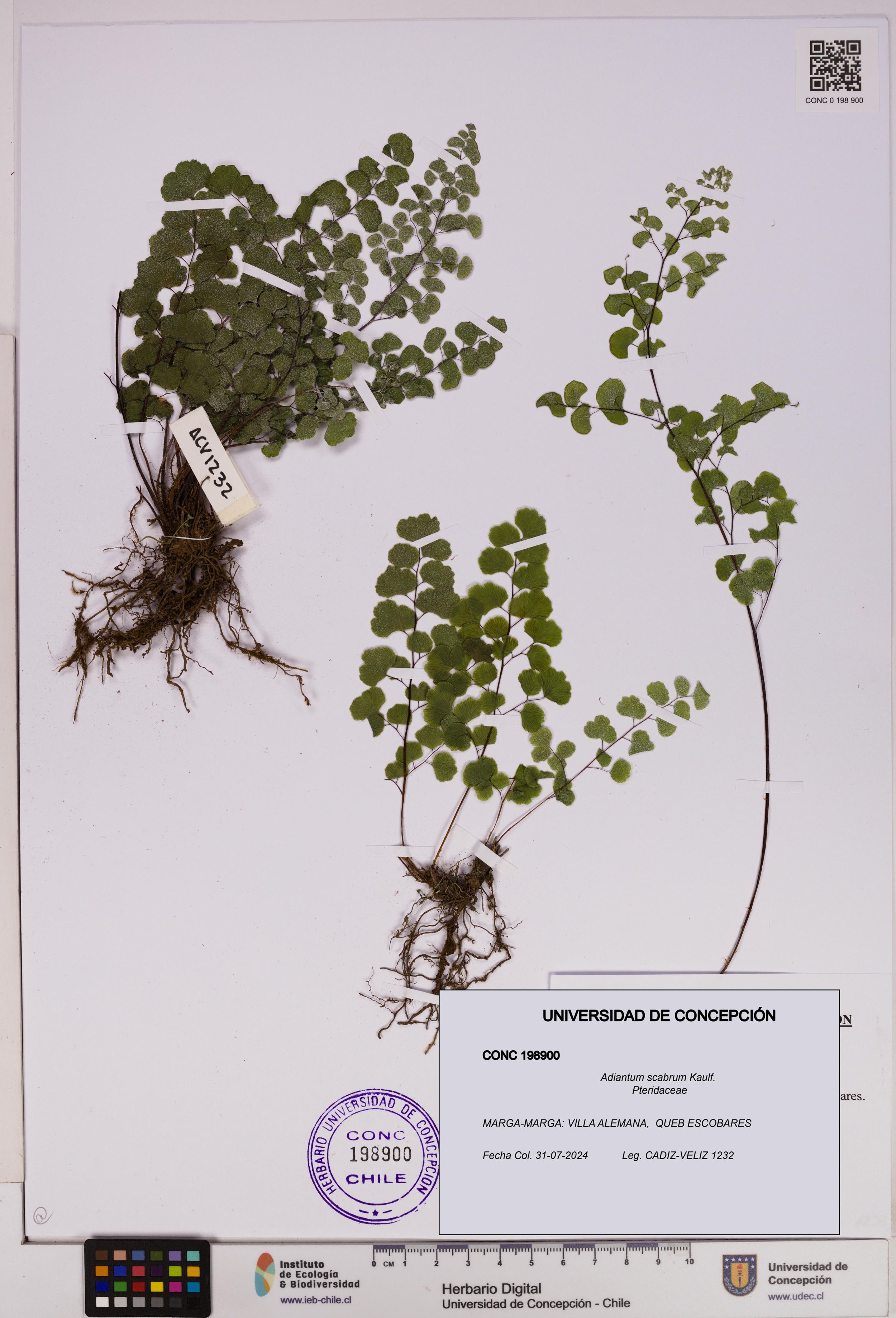 Adiantum scabrum [Espécimen: ]