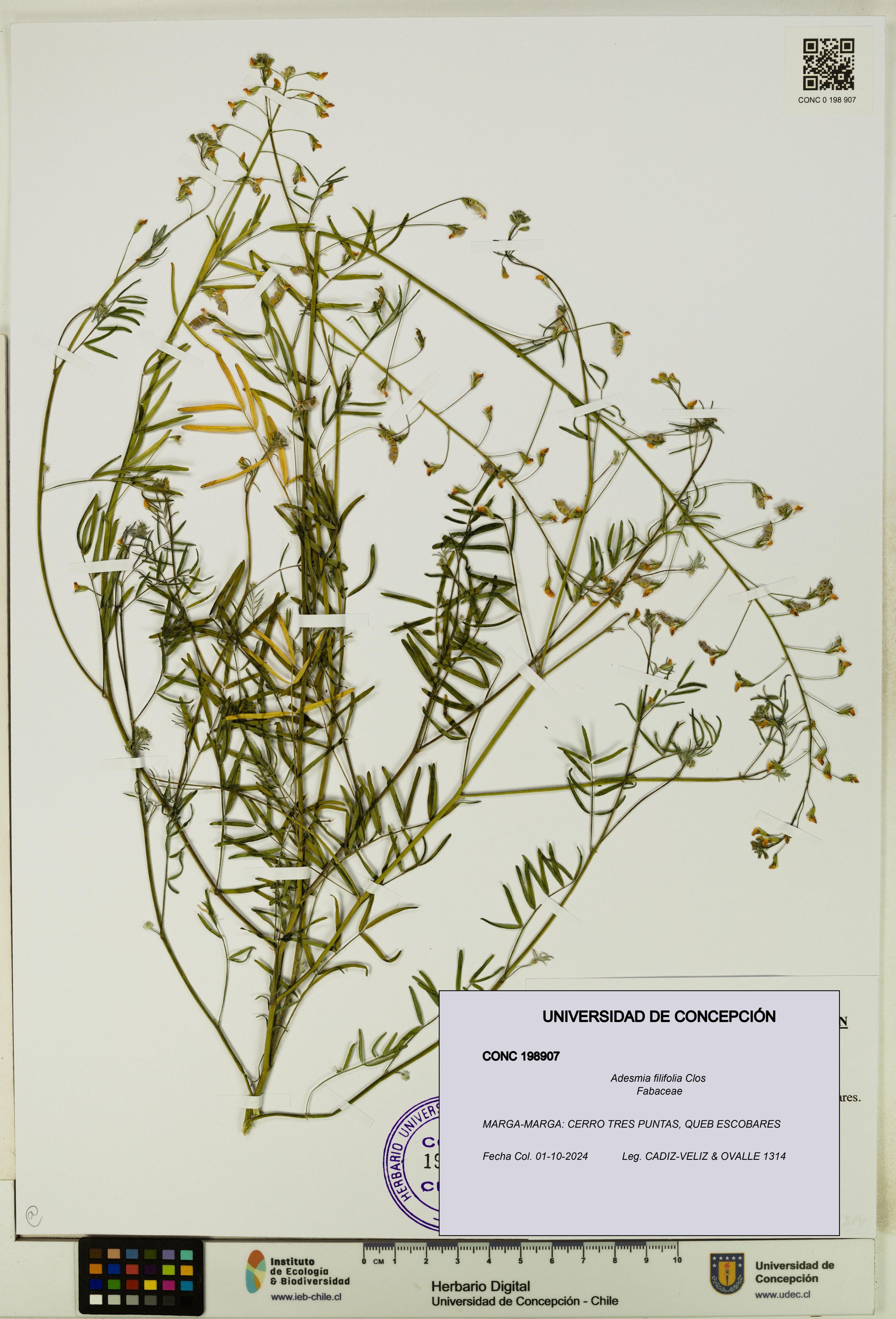 Adesmia filifolia [Espécimen: ]