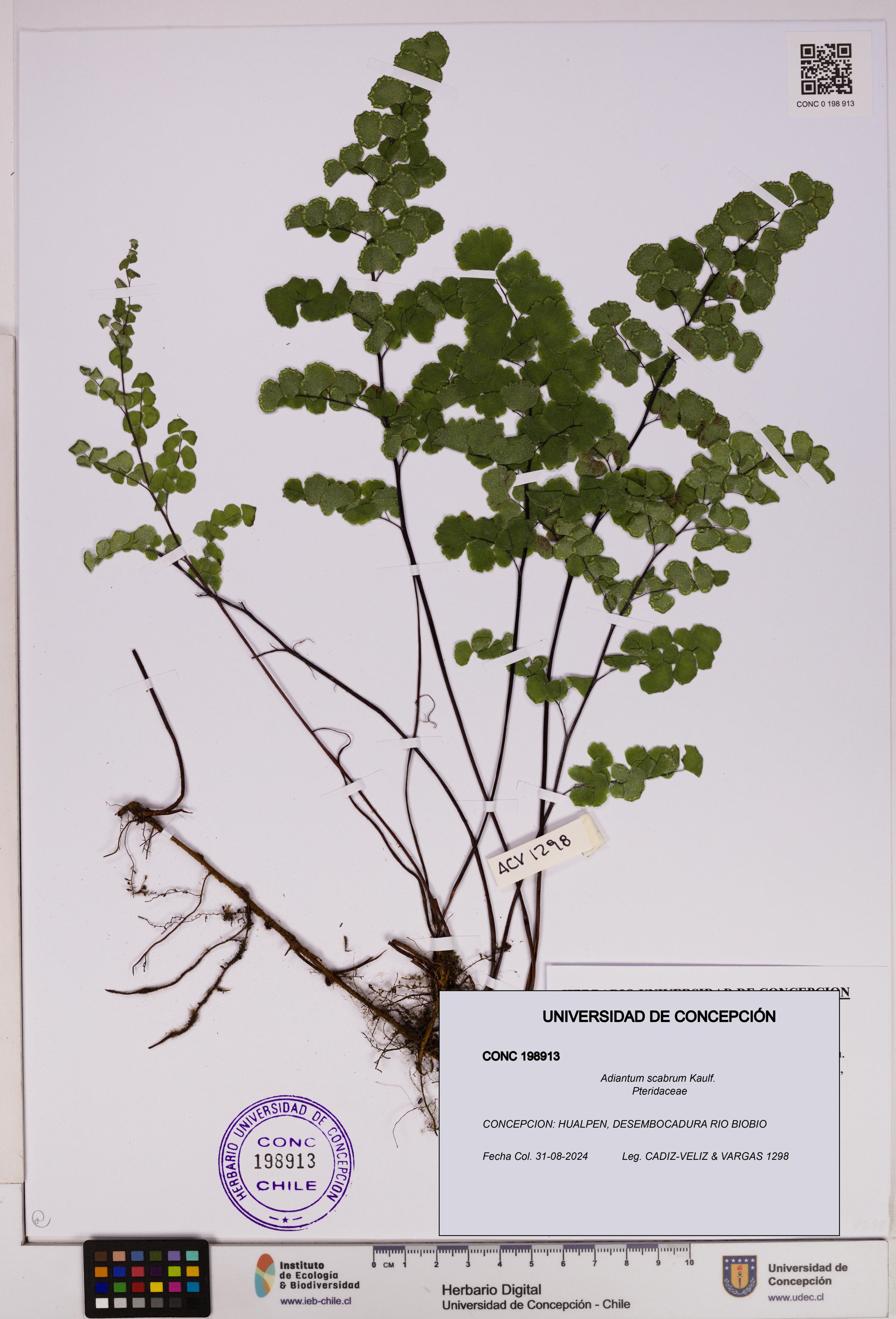 Adiantum scabrum [Espécimen: ]