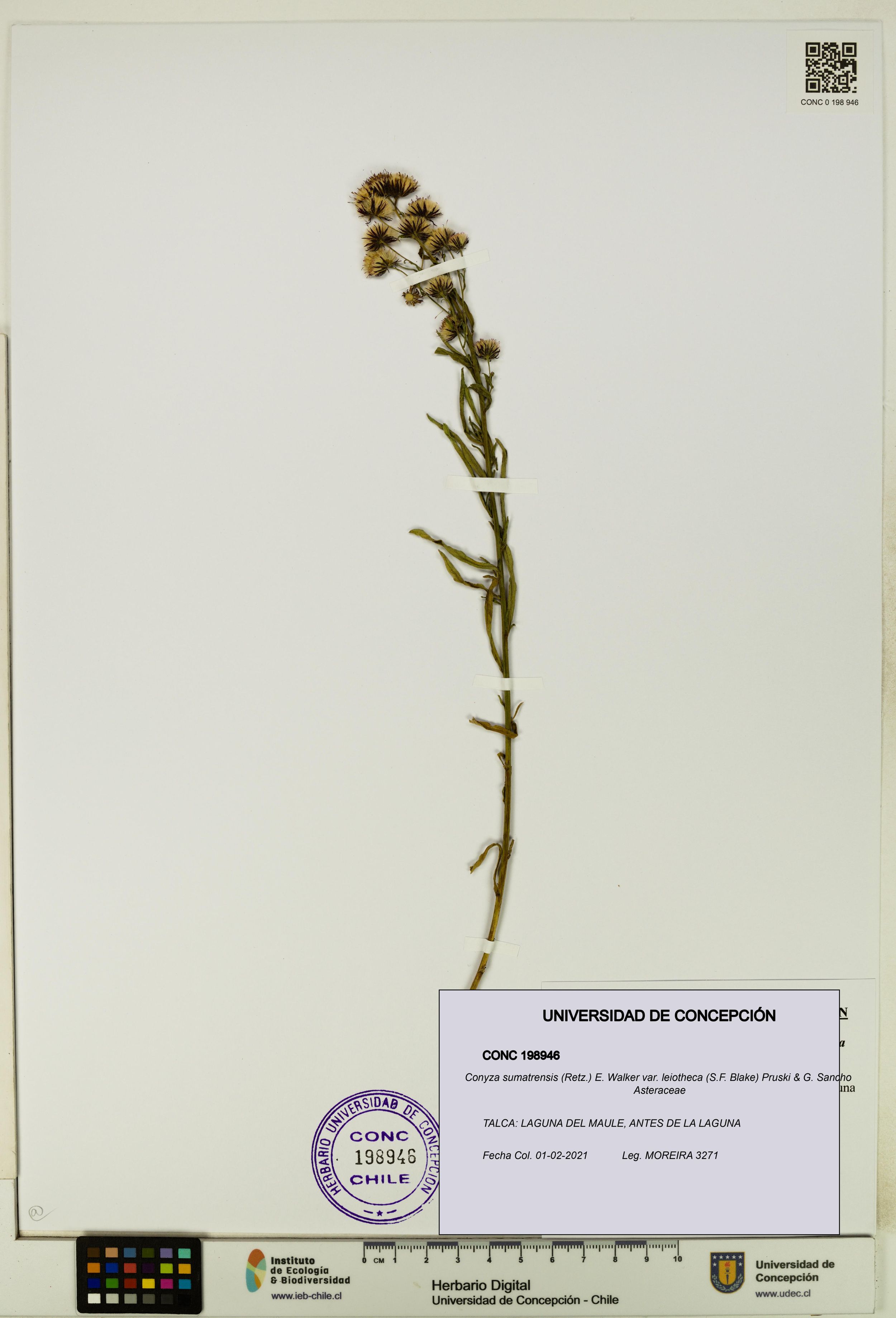 Conyza sumatrensis var. leiotheca [Espécimen: ]