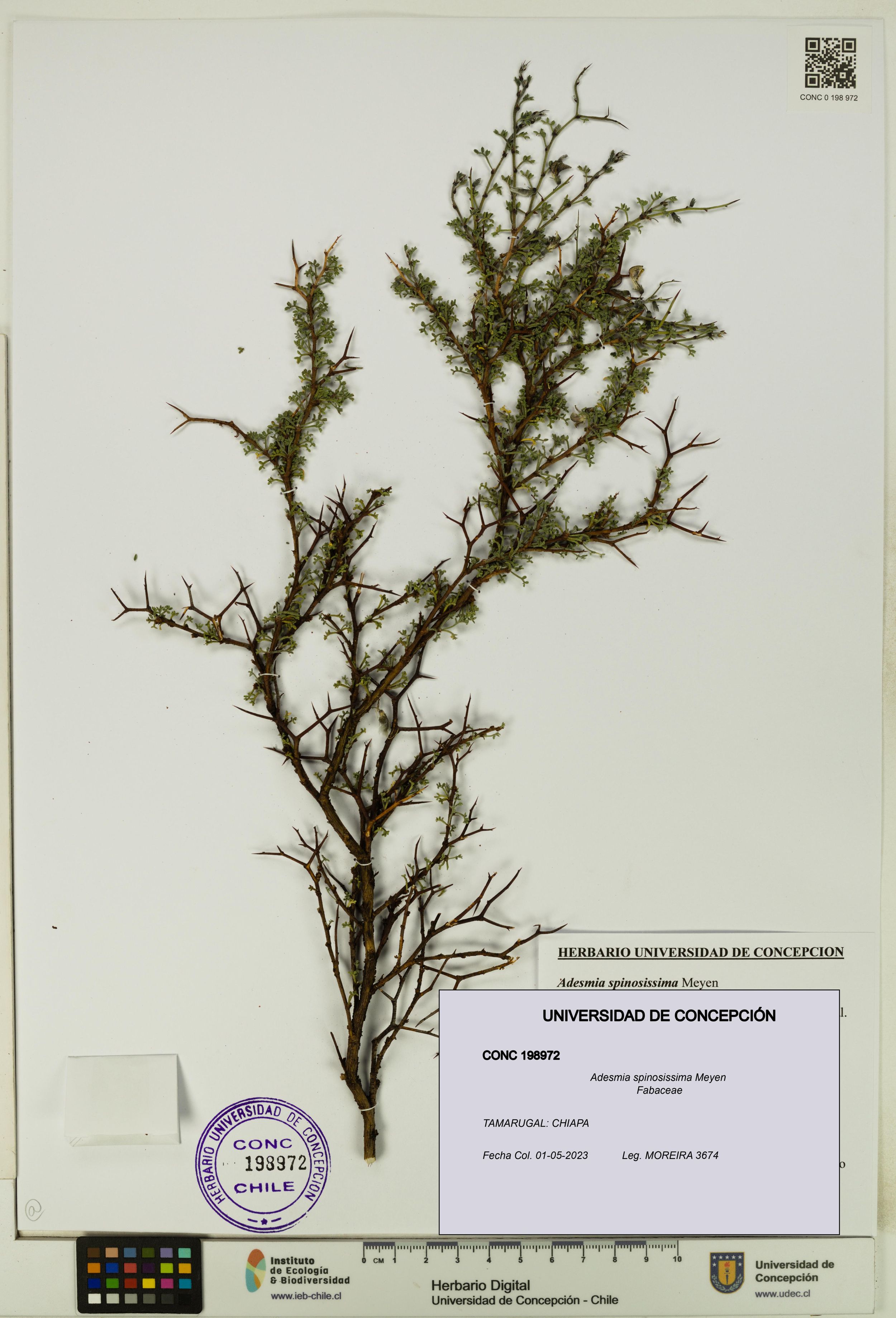 Adesmia spinosissima [Espécimen: ]