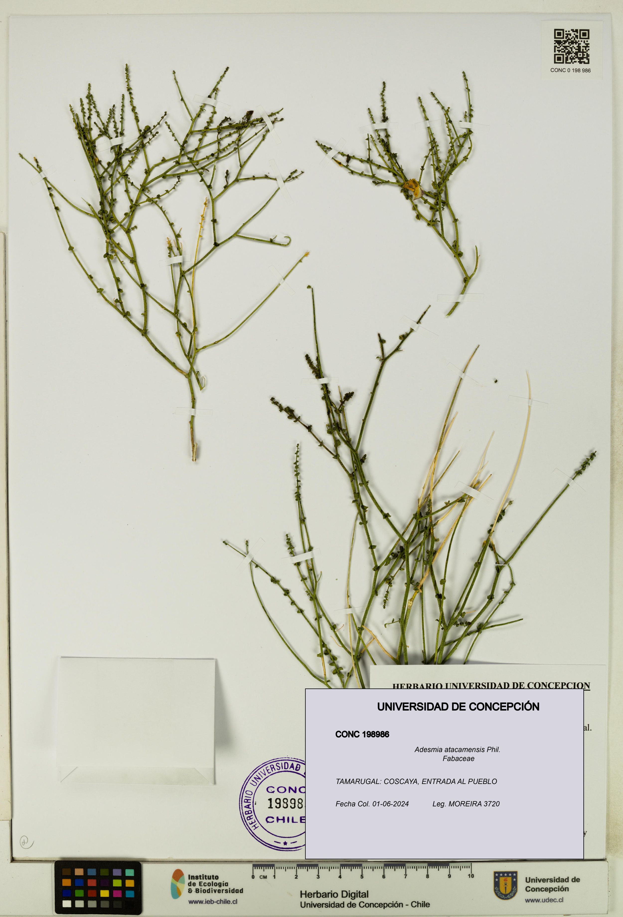 Adesmia atacamensis [Espécimen: ]