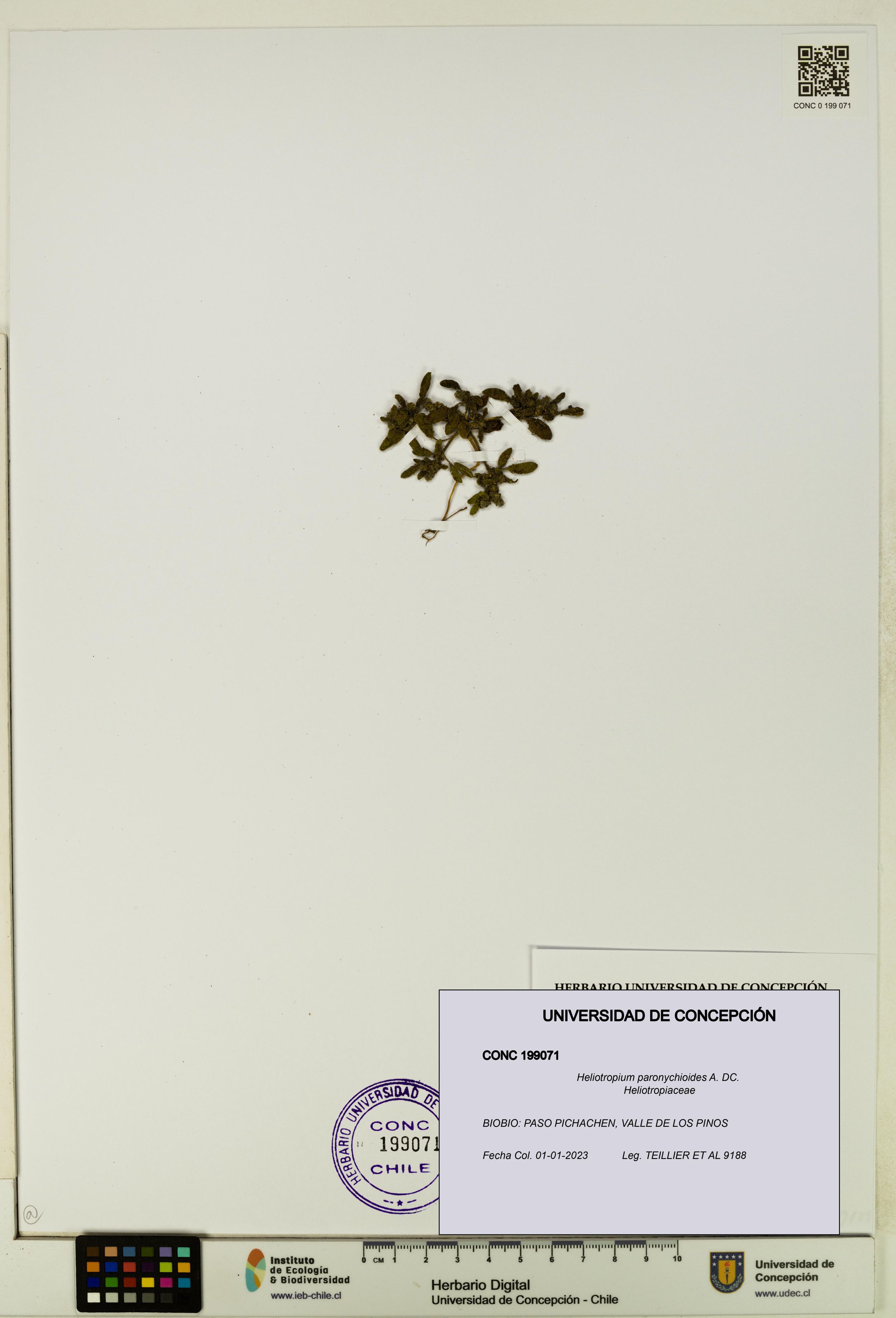 Heliotropium paronychioides [Espécimen: ]