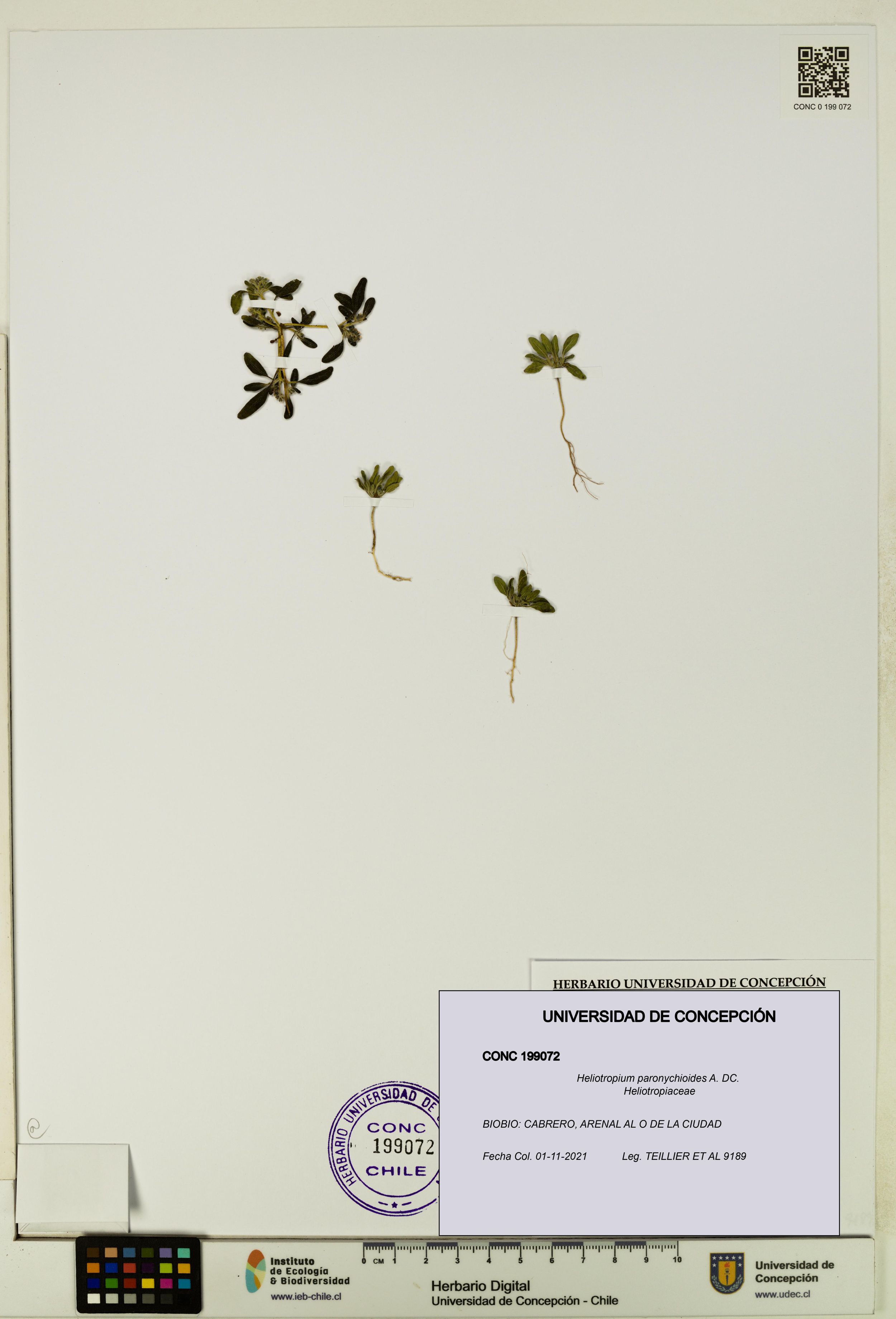 Heliotropium paronychioides [Espécimen: ]