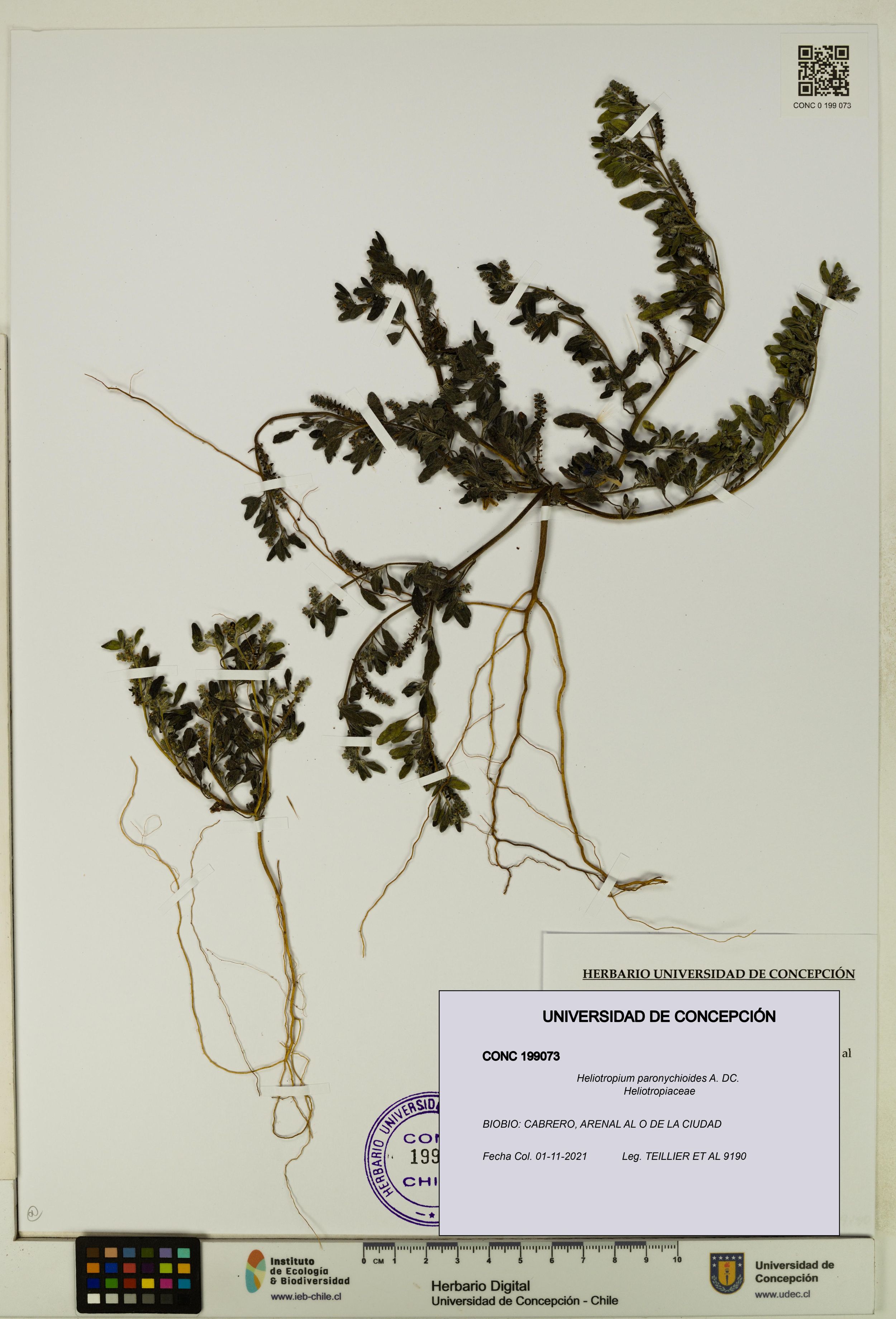 Heliotropium paronychioides [Espécimen: ]
