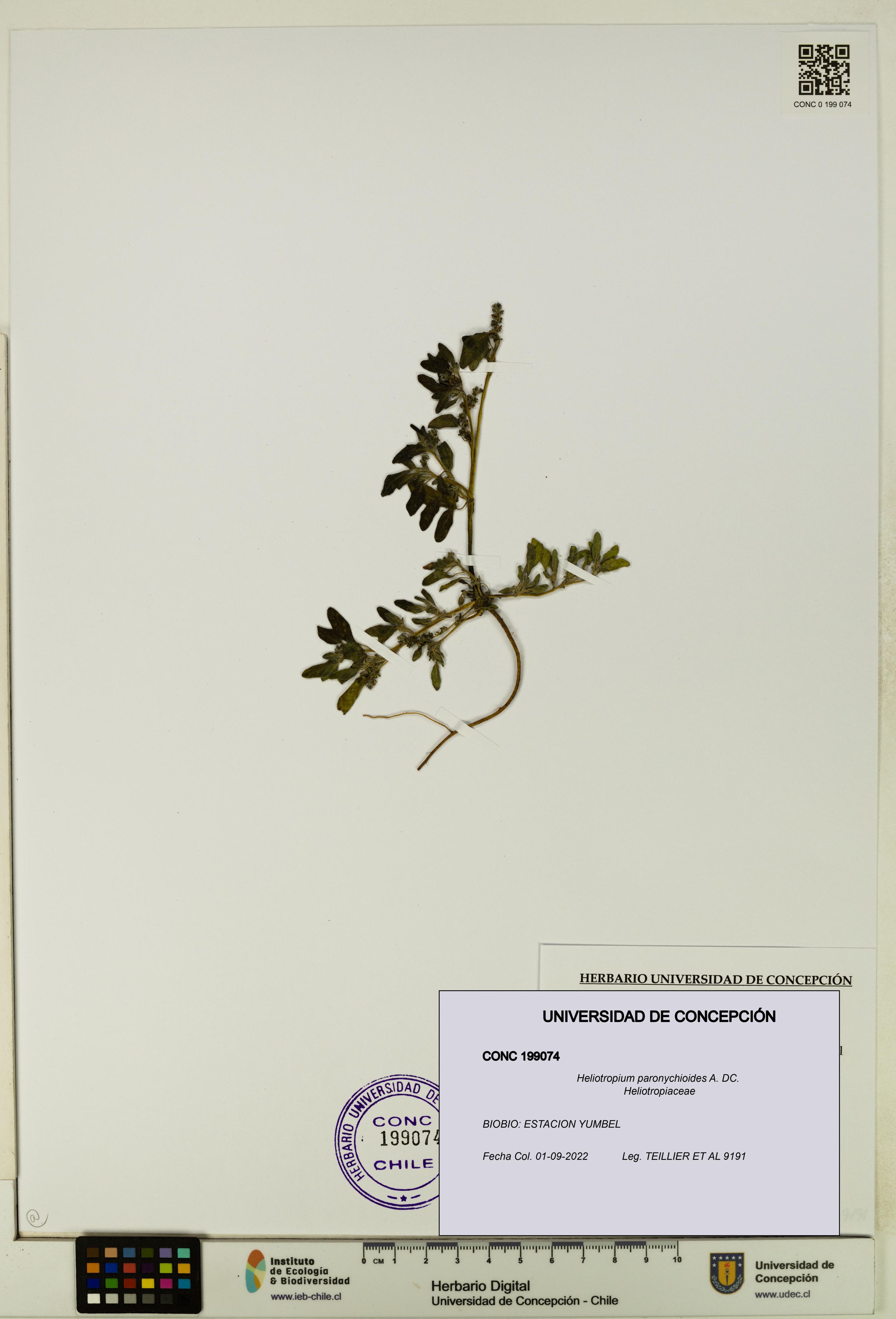 Heliotropium paronychioides [Espécimen: ]