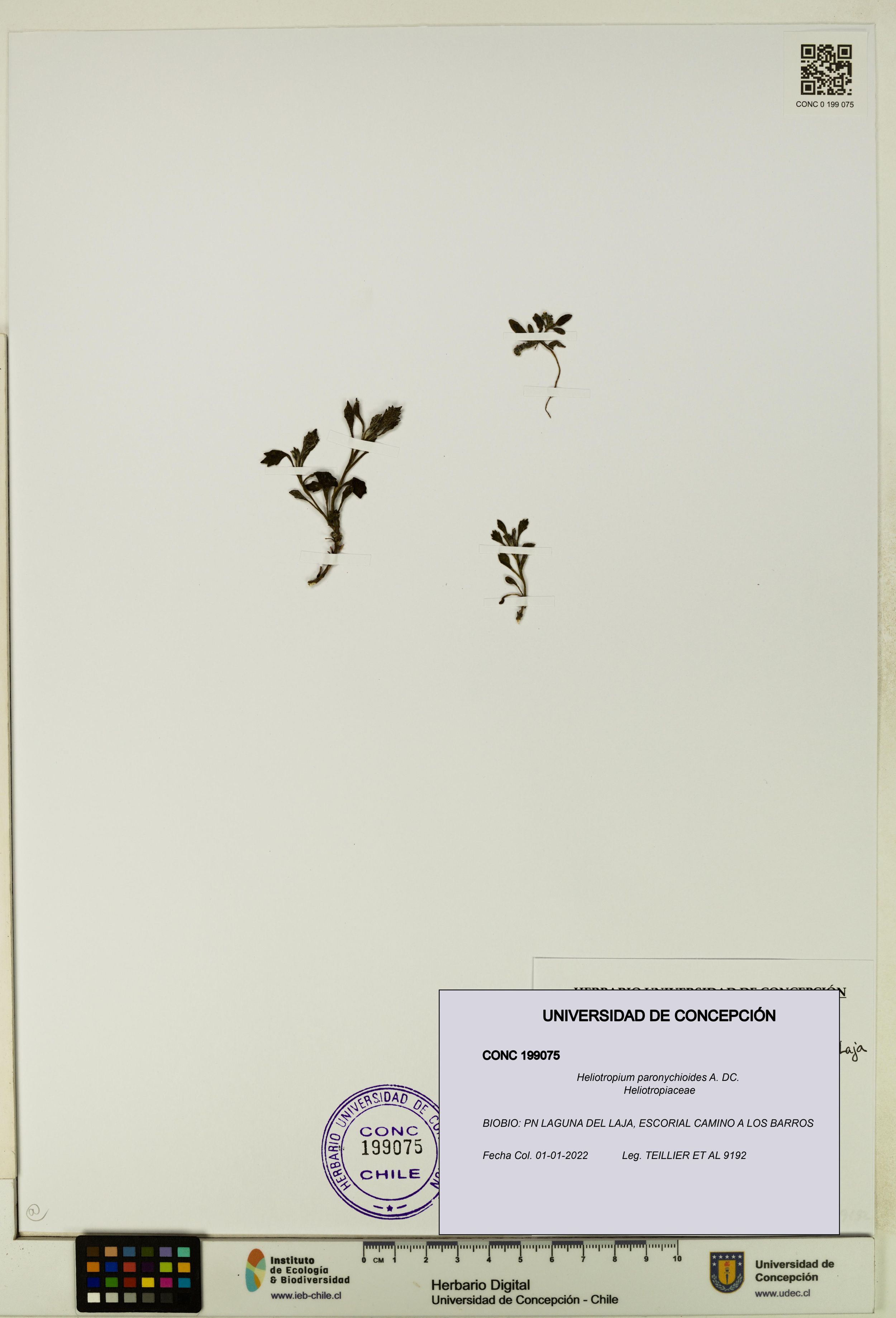 Heliotropium paronychioides [Espécimen: ]