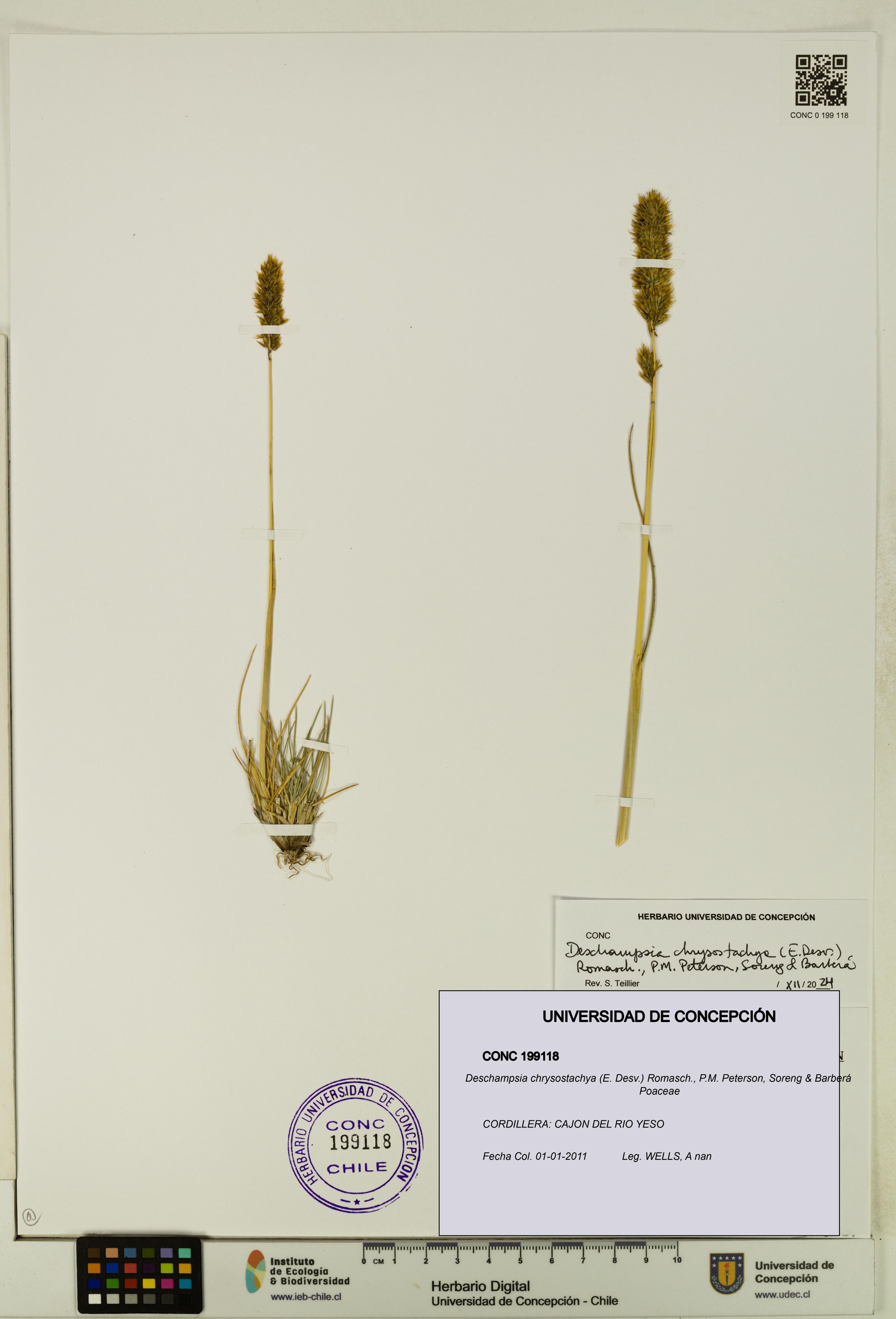 Deschampsia chrysostachya [Espécimen: ]