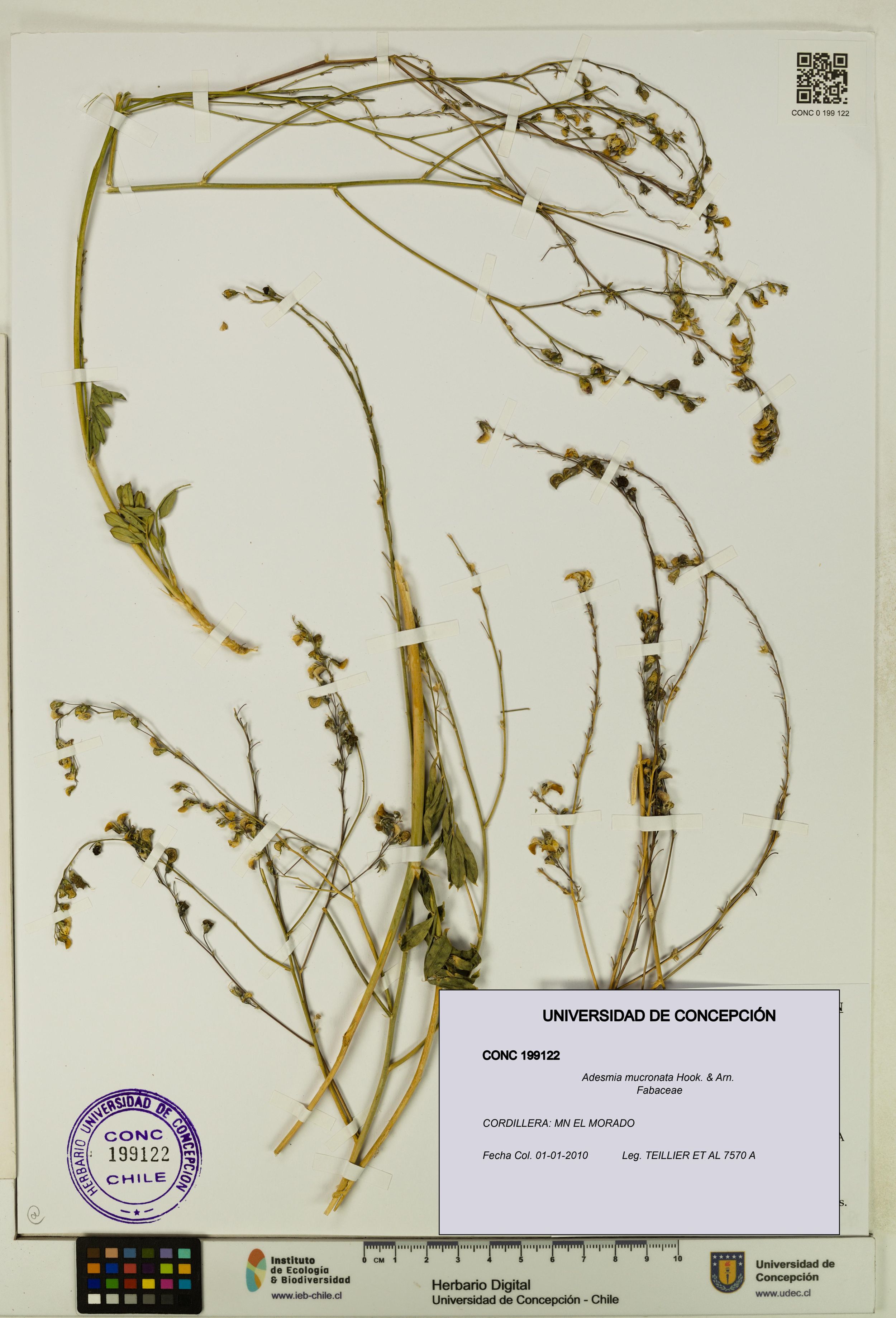 Adesmia mucronata [Espécimen: ]