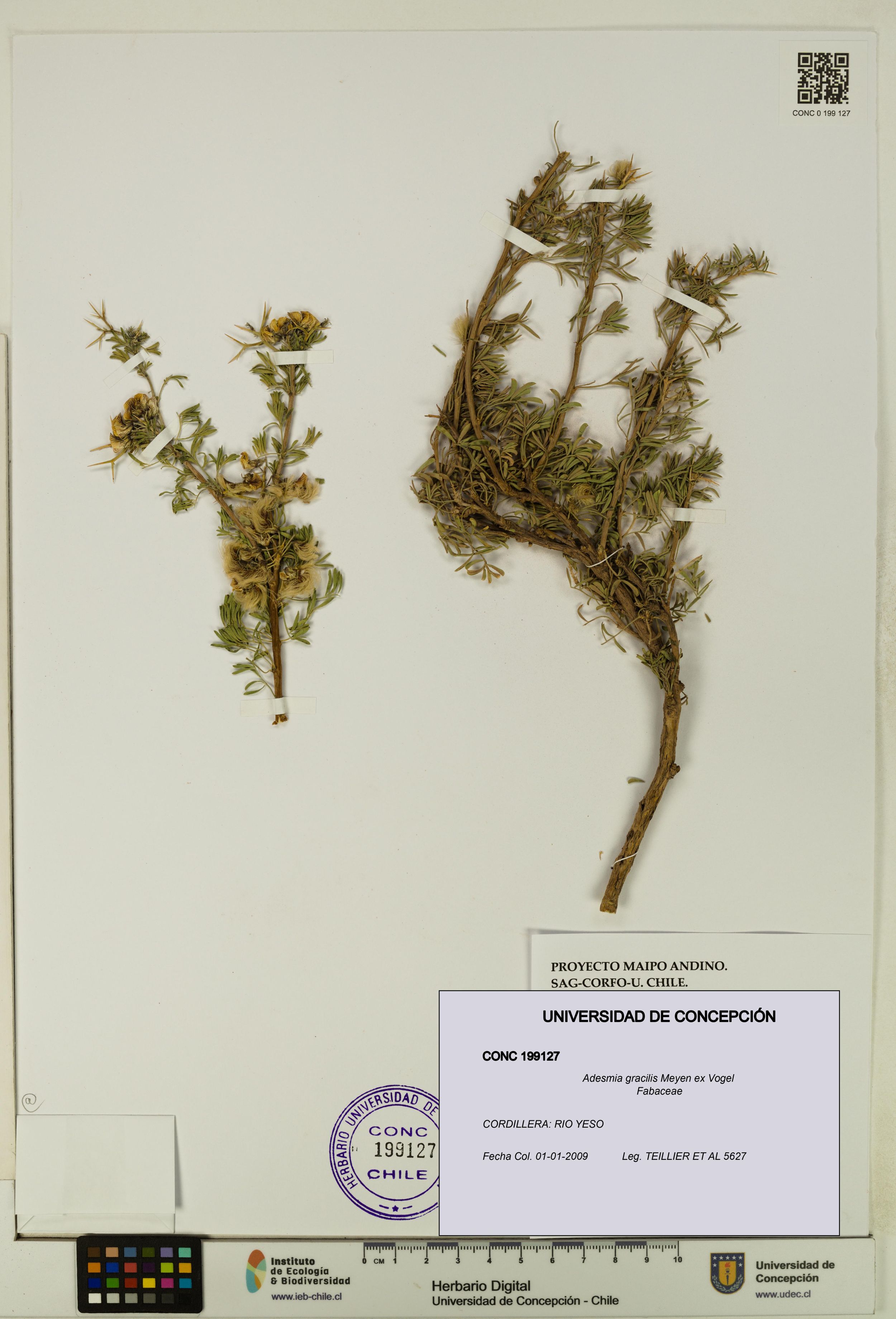 Adesmia gracilis [Espécimen: ]