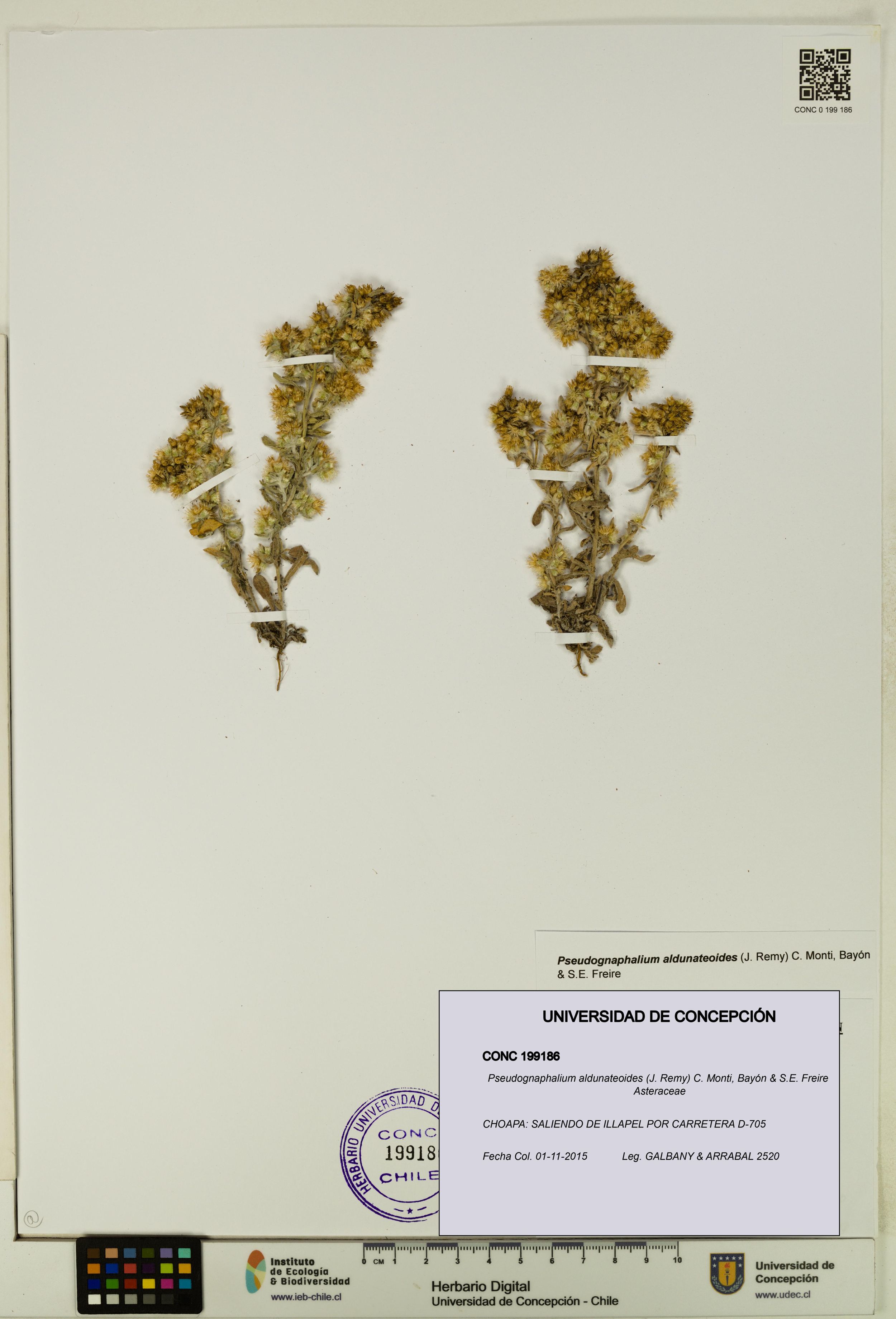 Pseudognaphalium aldunateoides [Espécimen: ]