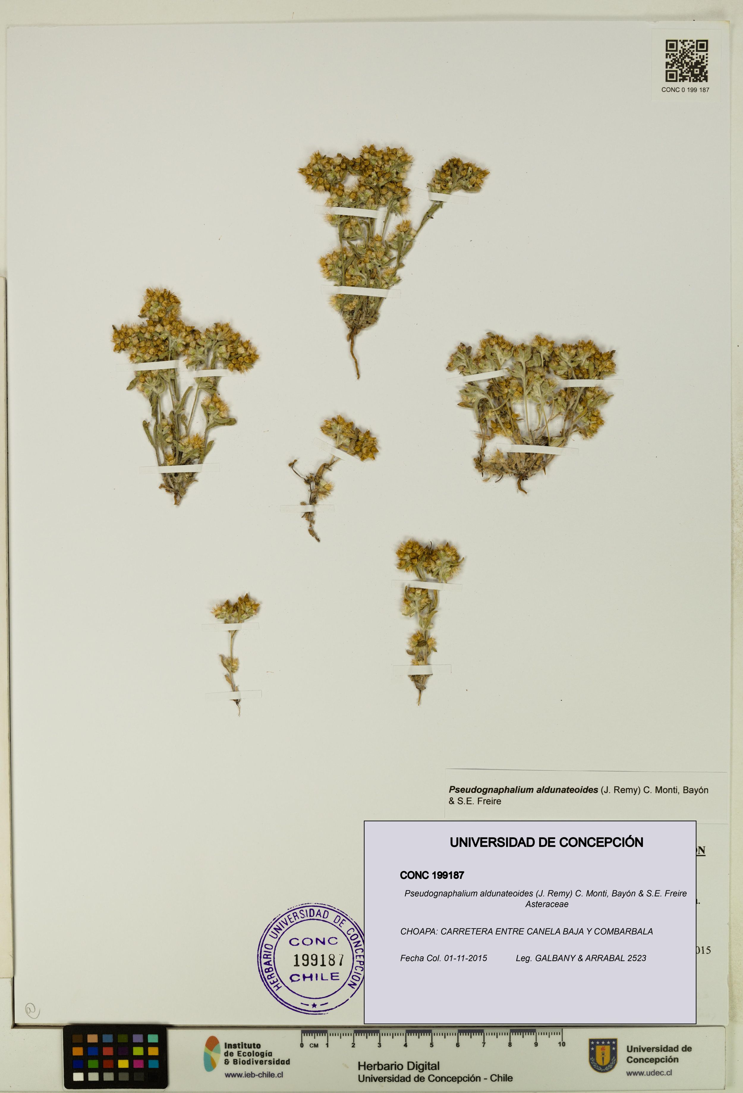 Pseudognaphalium aldunateoides [Espécimen: ]