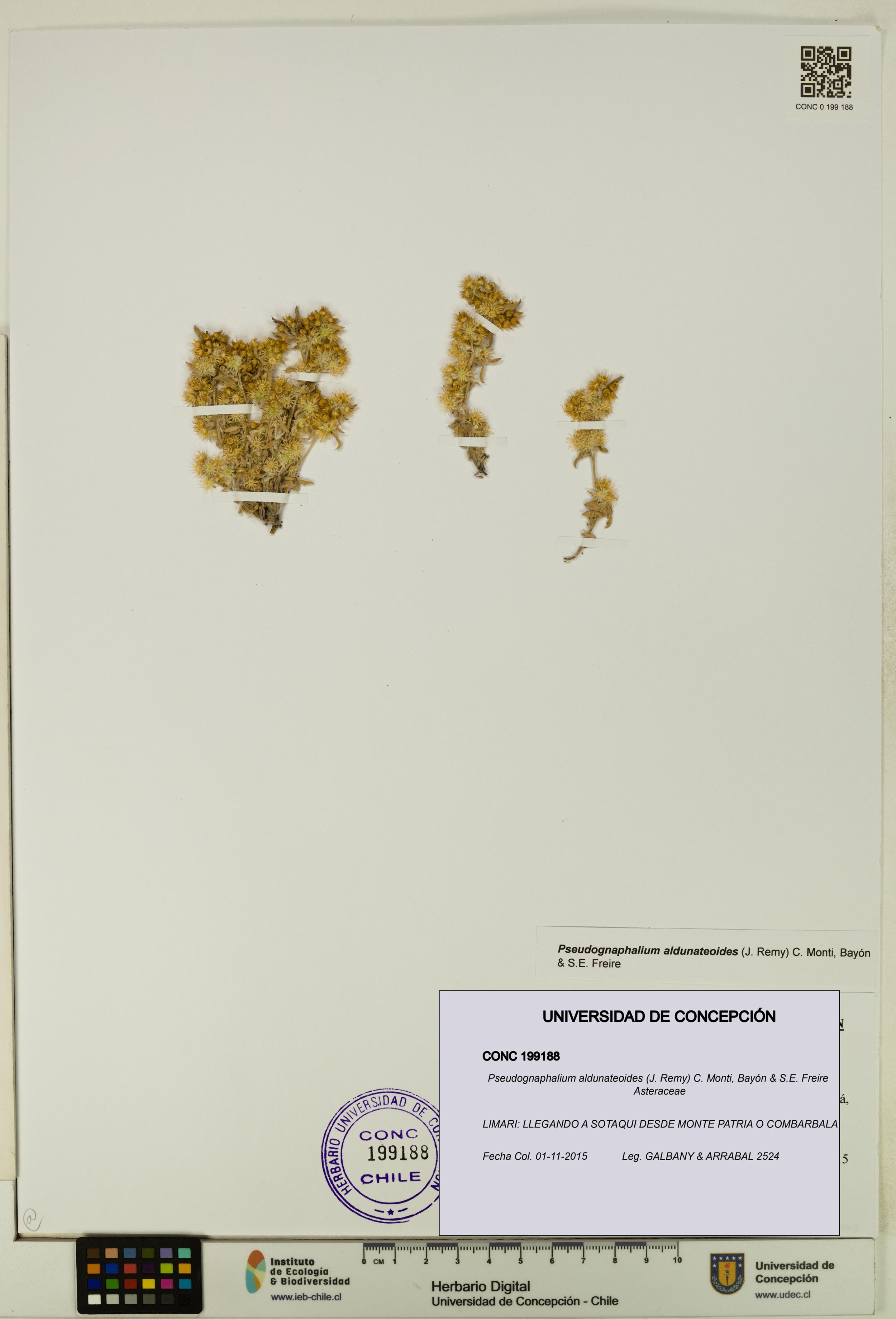 Pseudognaphalium aldunateoides [Espécimen: ]