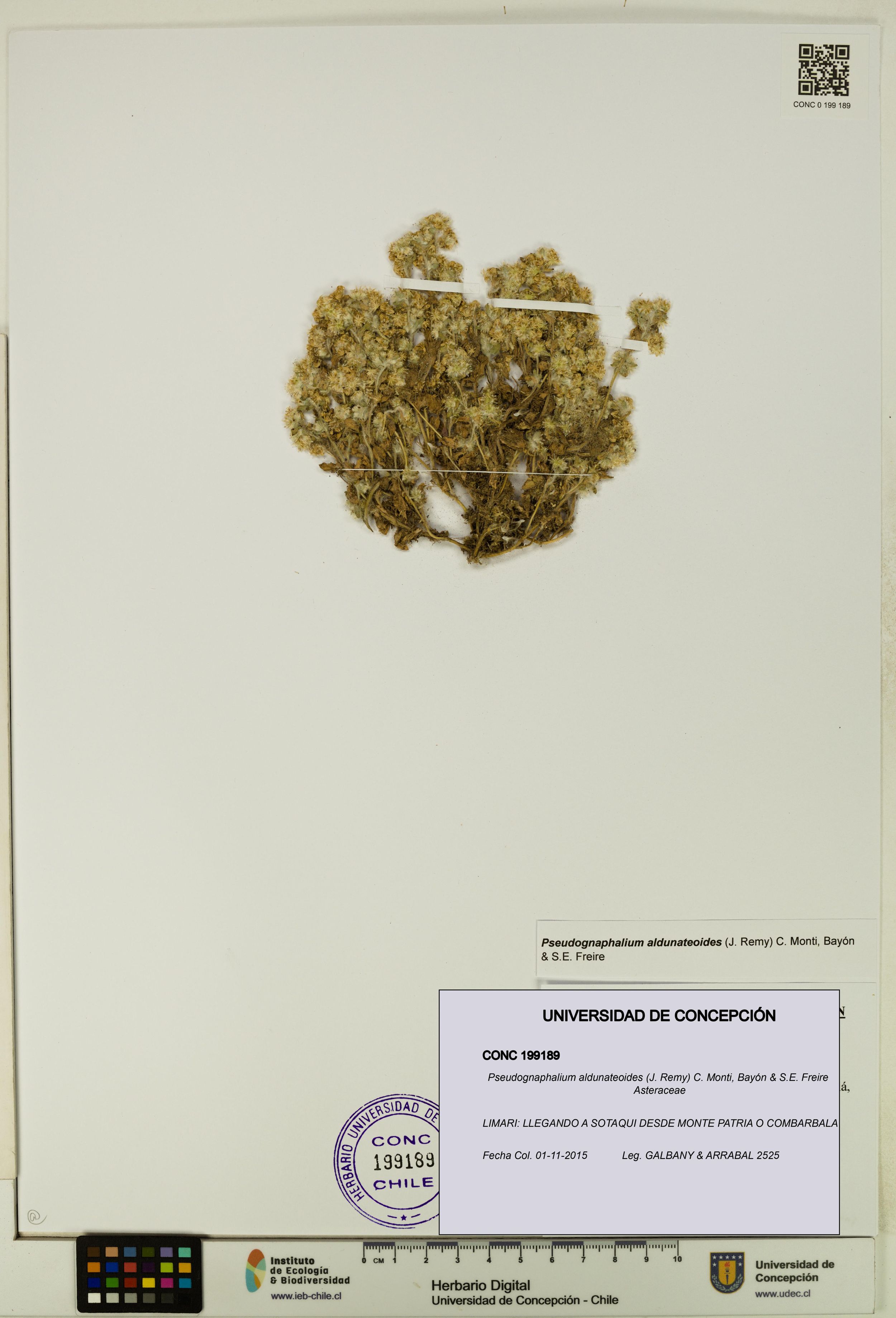 Pseudognaphalium aldunateoides [Espécimen: ]