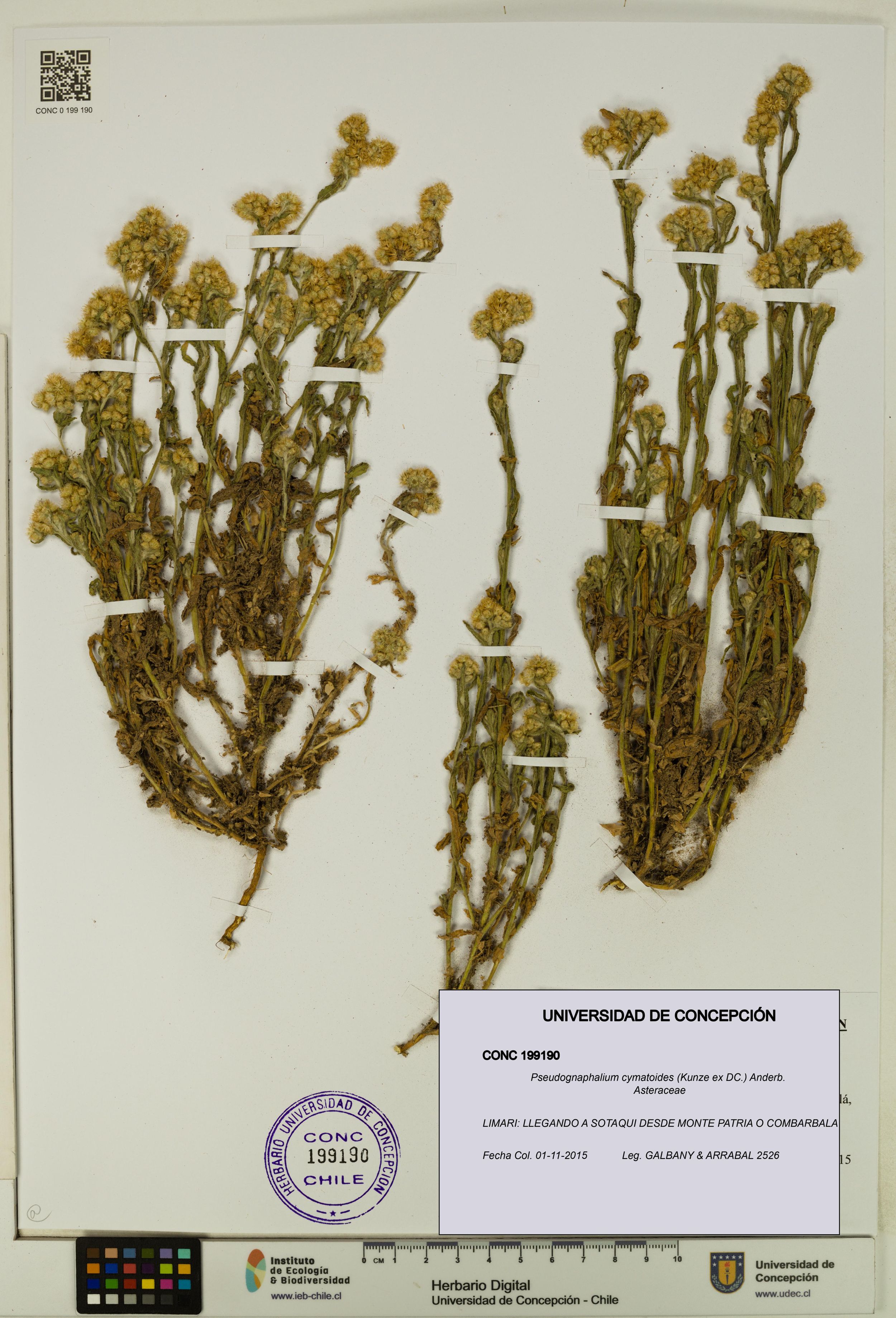 Pseudognaphalium cymatoides [Espécimen: ]