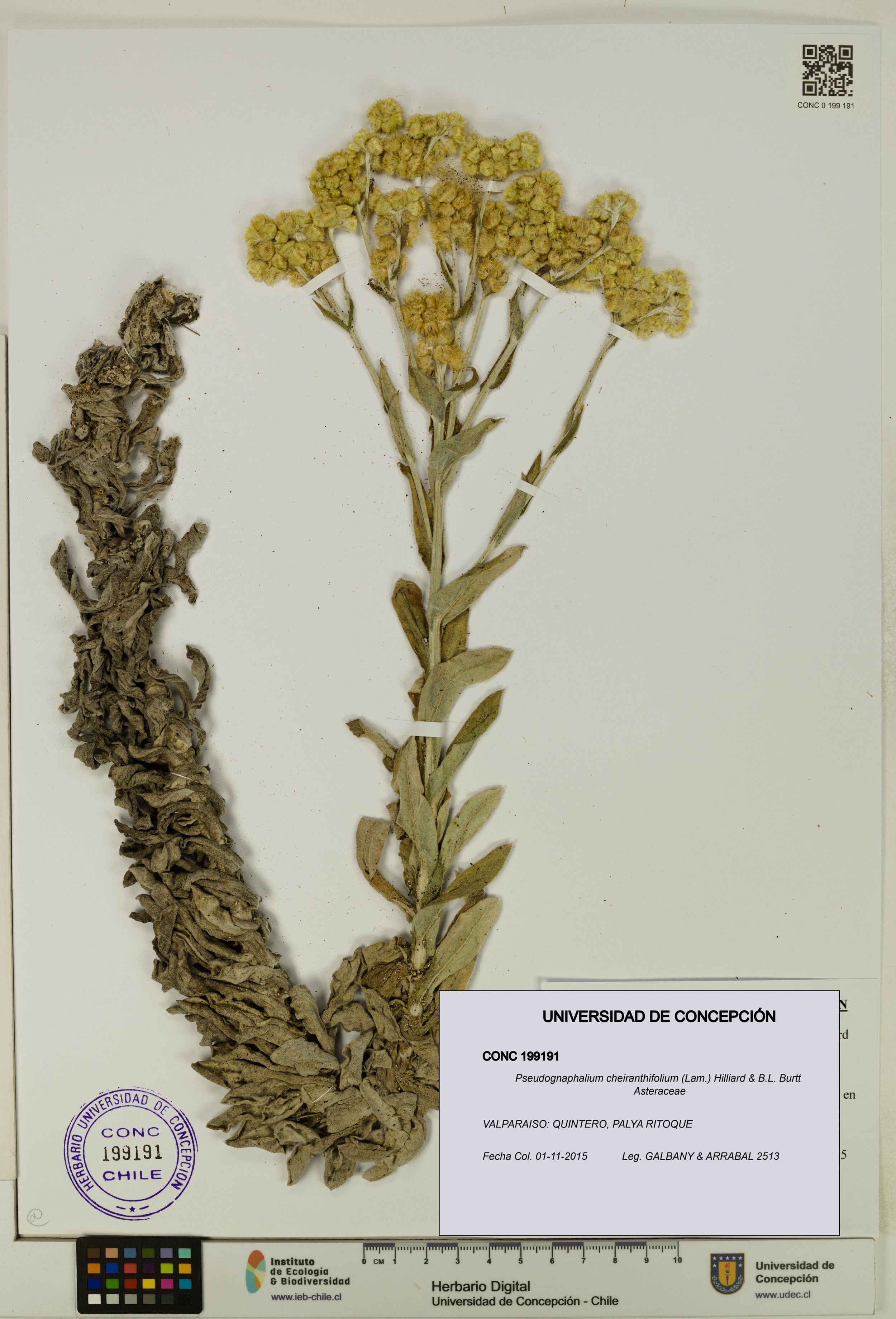 Pseudognaphalium cheiranthifolium [Espécimen: ]