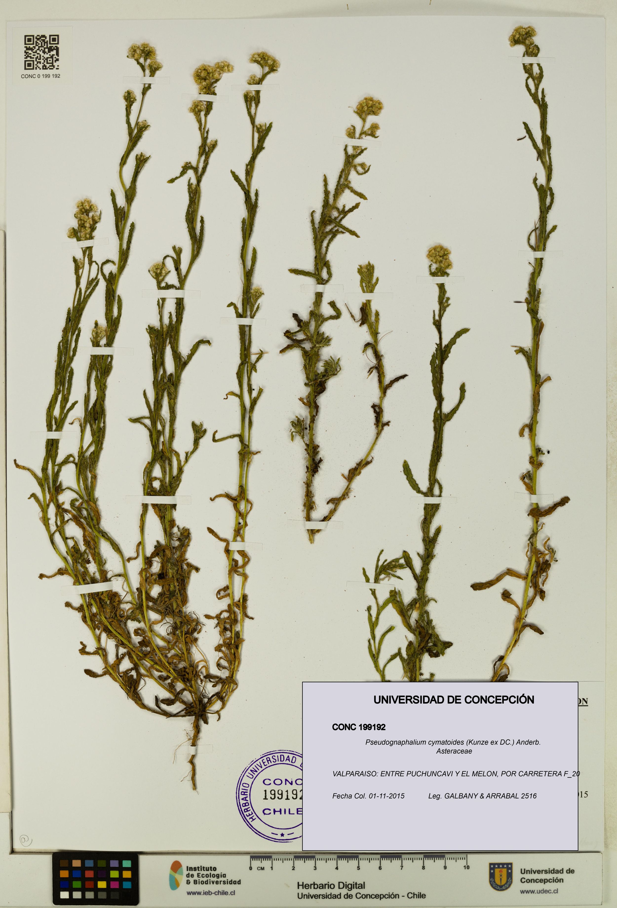 Pseudognaphalium cymatoides [Espécimen: ]